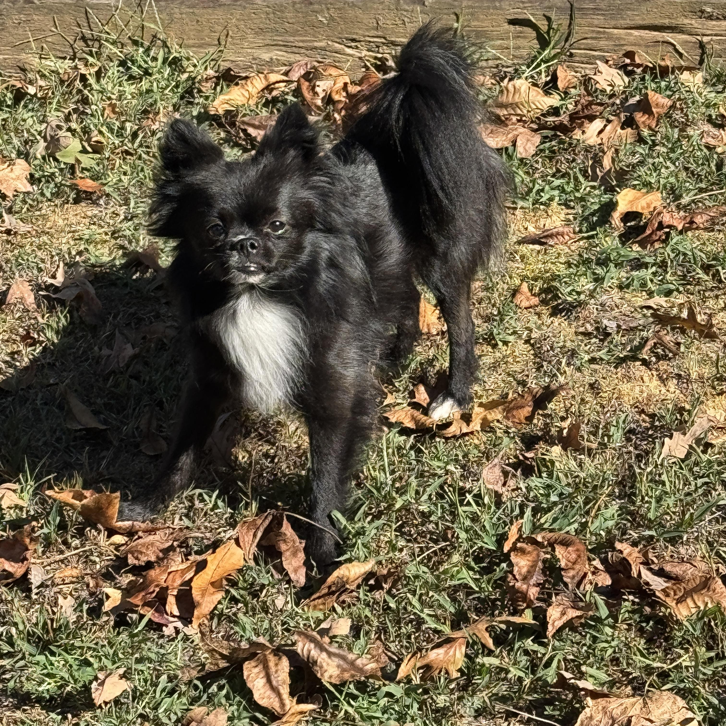 Mylo, Adoptable, Adult Male Pomeranian & Chihuahua.