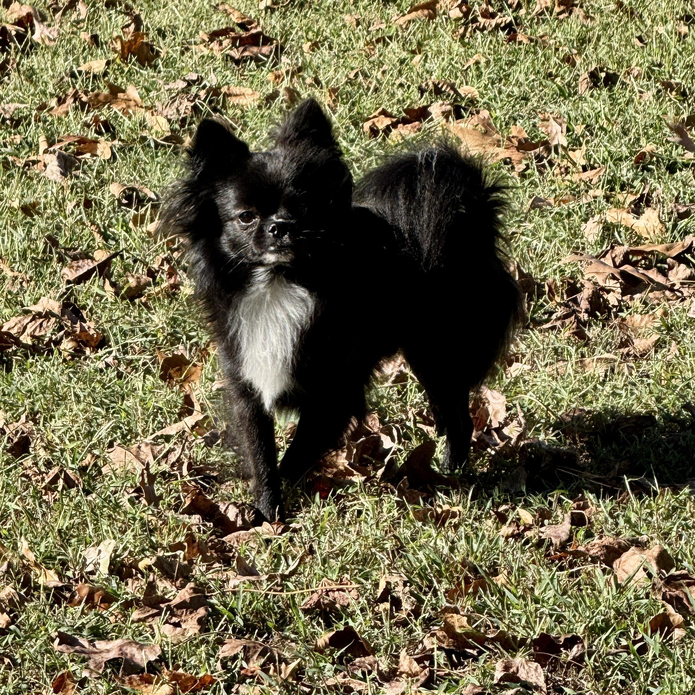 Enlarge Mylo, a Adopted mixed breed in Stormville, NY image 2/5
