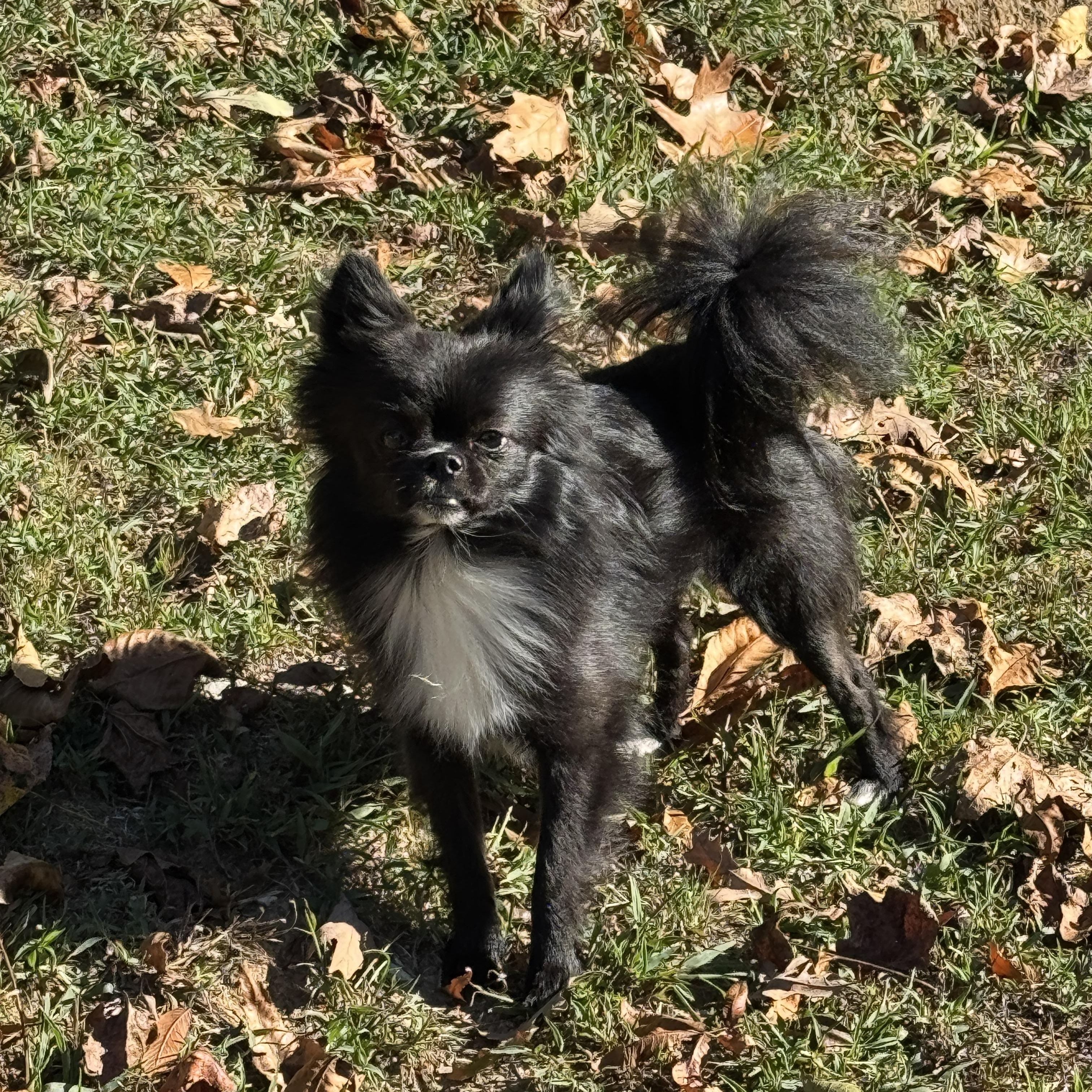 Enlarge Mylo, a Adopted mixed breed in Stormville, NY image 4/5