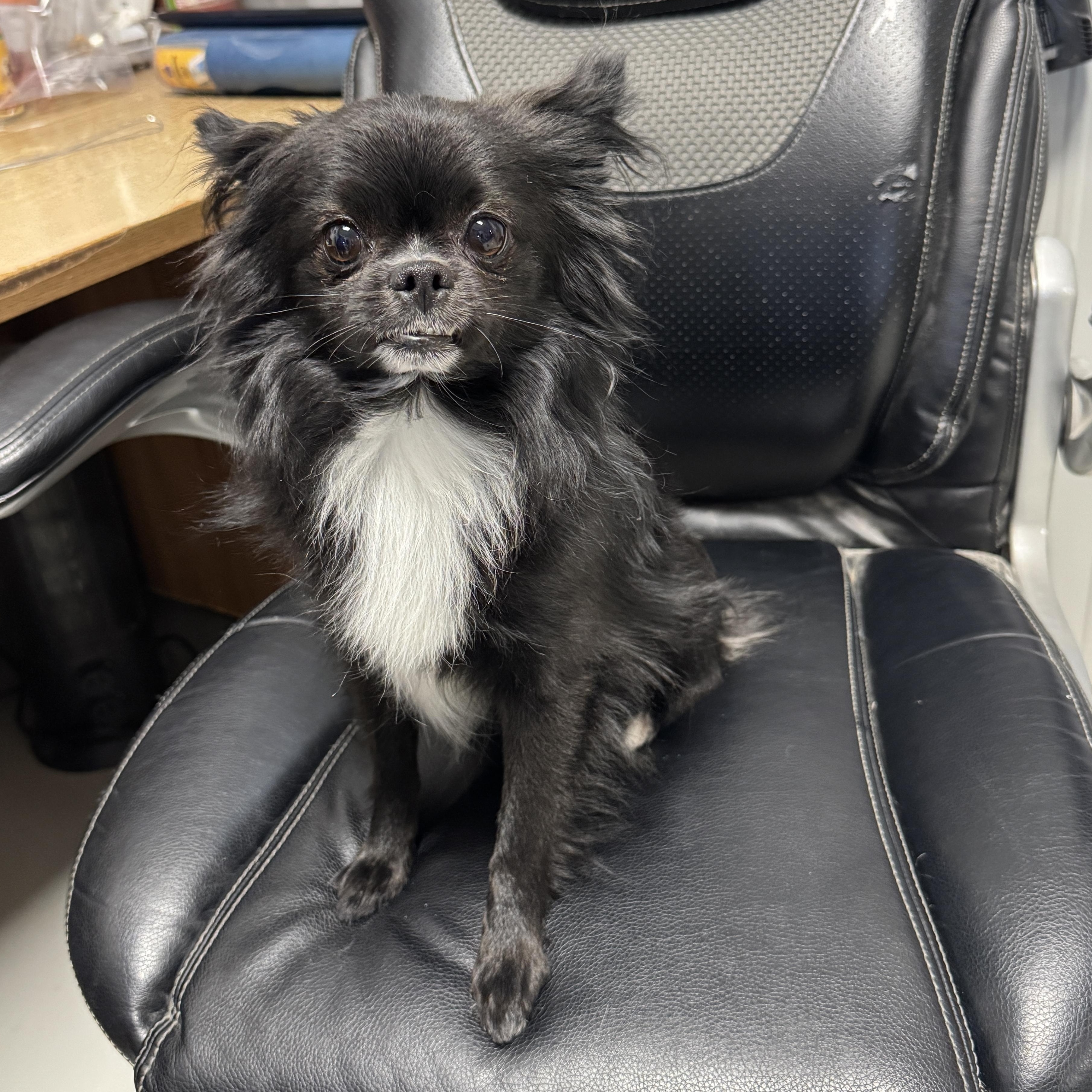 Mylo, Adopted, Adult Male Pomeranian & Chihuahua.