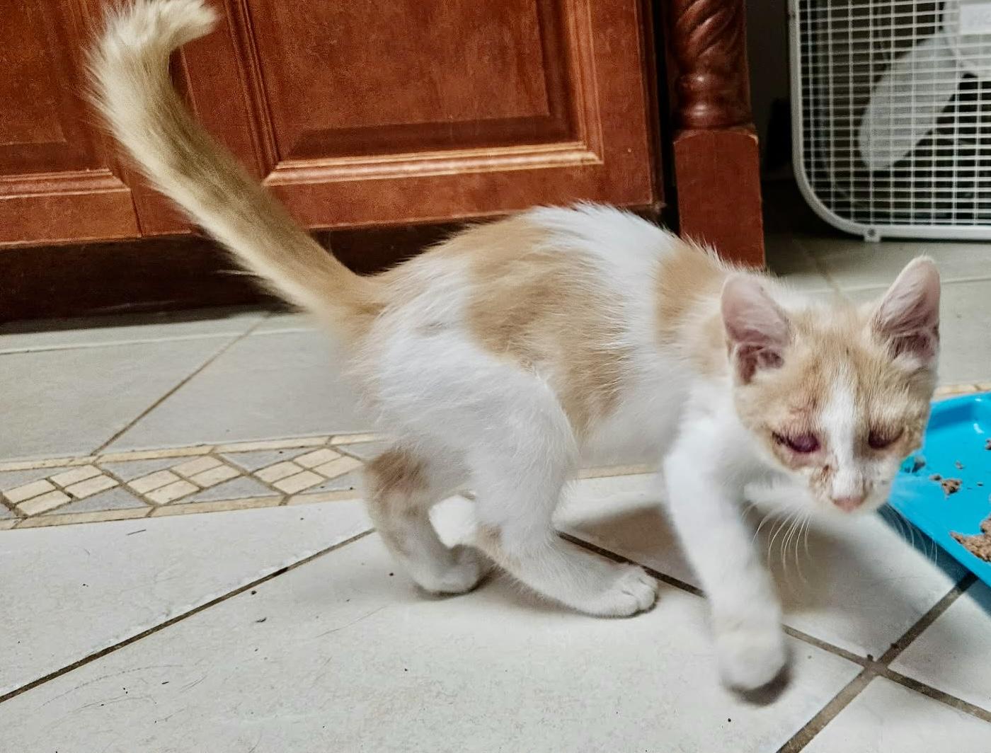 Enlarge Klinger, an adopted Domestic Short Hair in Myrtle Beach, SC image 2/4