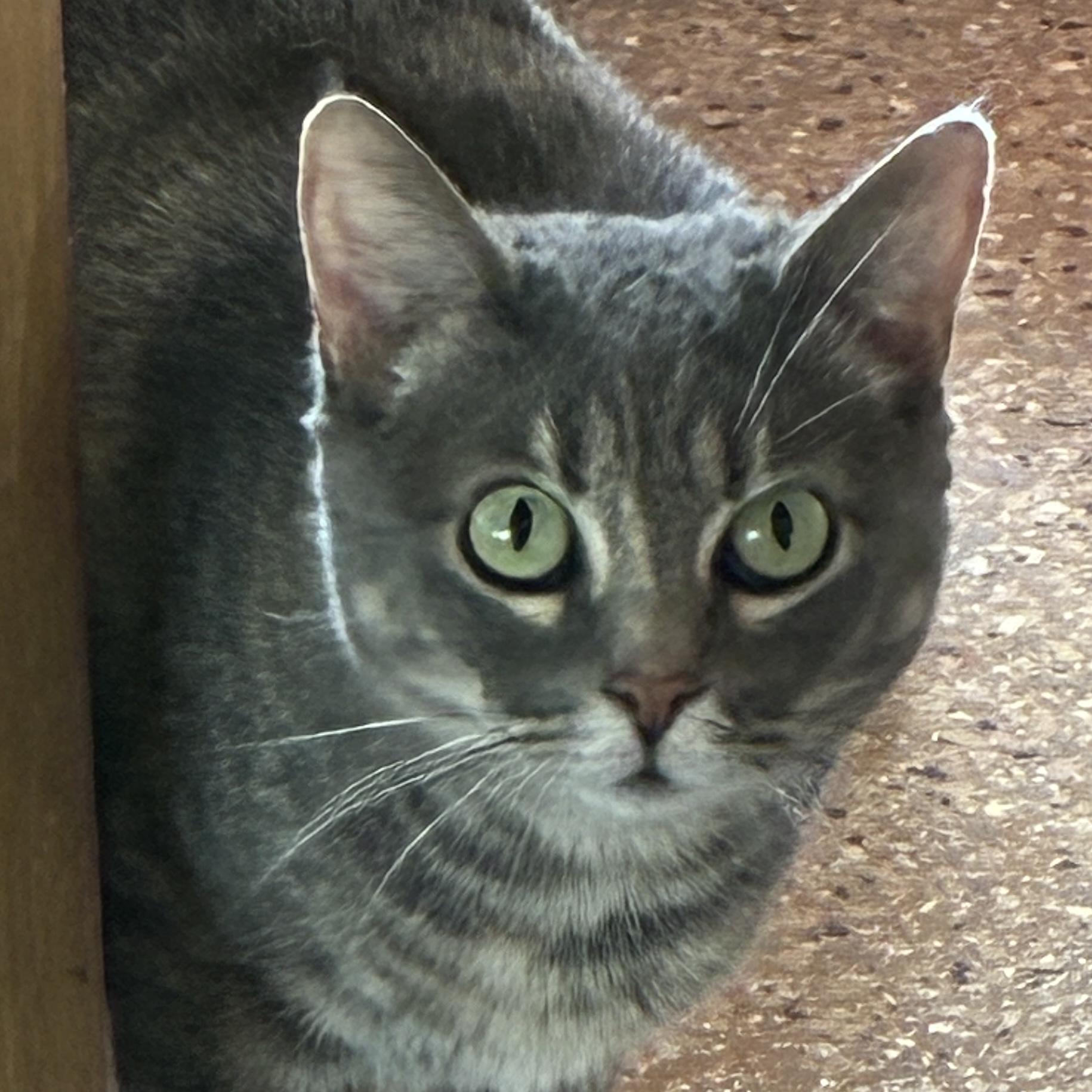 Enlarge Freya, a Adoptable mixed breed in Santa Fe, NM image 1/4