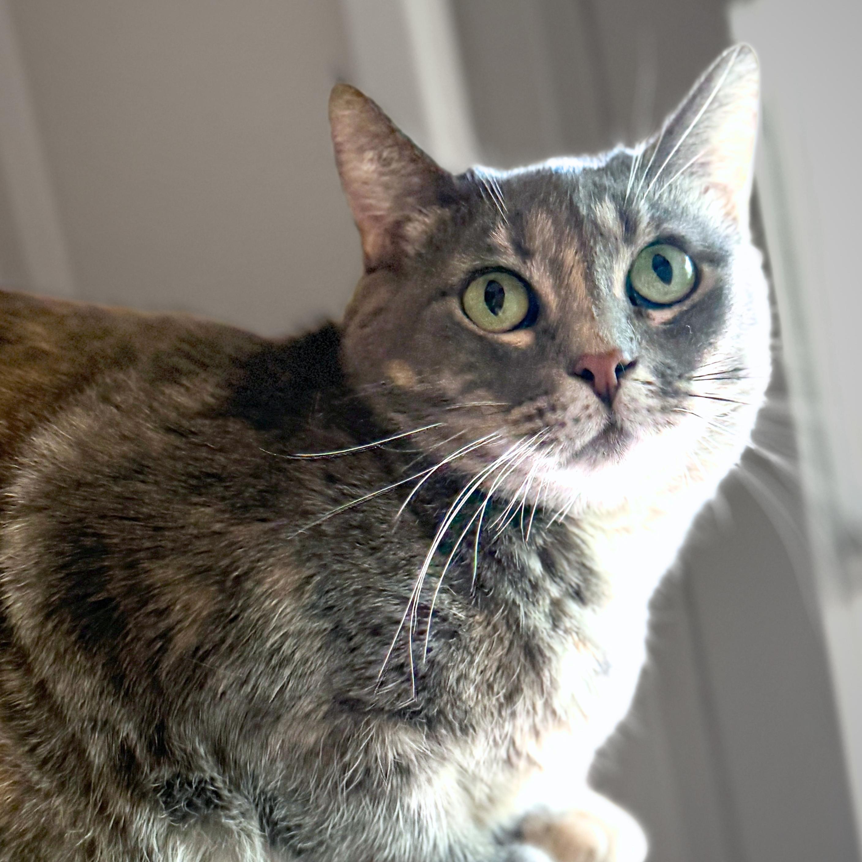 Enlarge Freya, a Adoptable mixed breed in Santa Fe, NM image 2/6