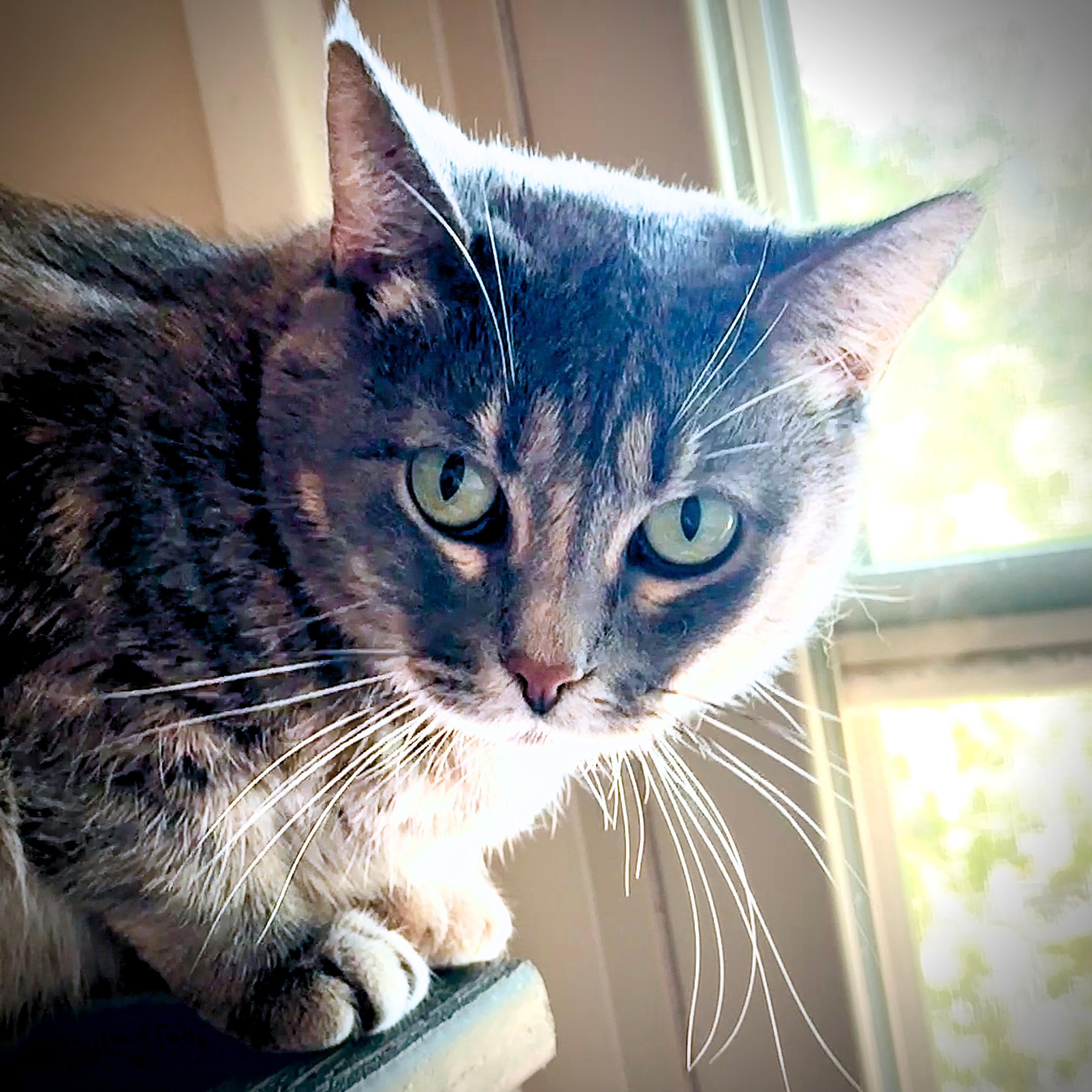 Enlarge Freya, a Adoptable mixed breed in Santa Fe, NM image 3/6