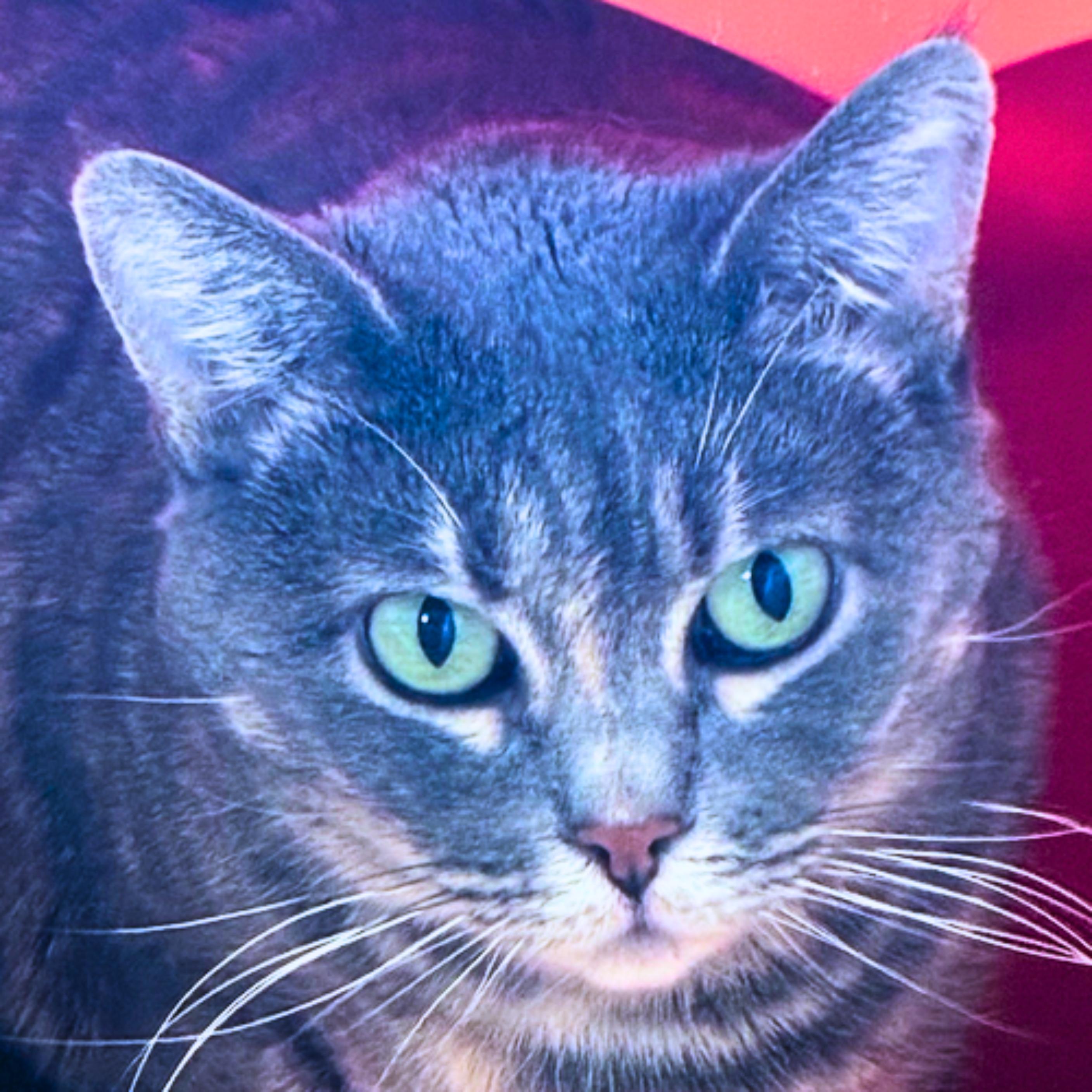 Enlarge Freya, a Adoptable mixed breed in Santa Fe, NM image 4/6