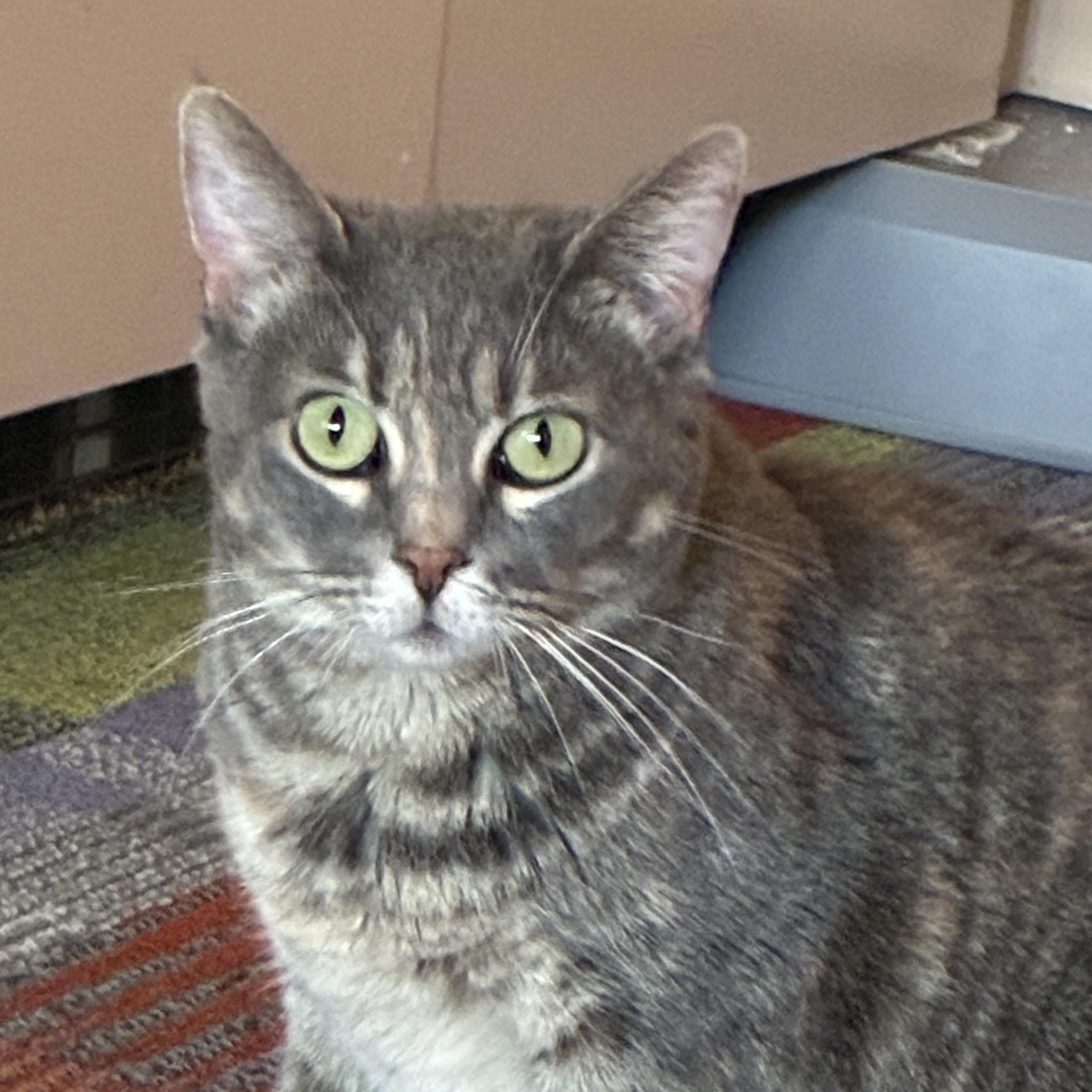 Enlarge Freya, a Adoptable mixed breed in Santa Fe, NM image 3/4