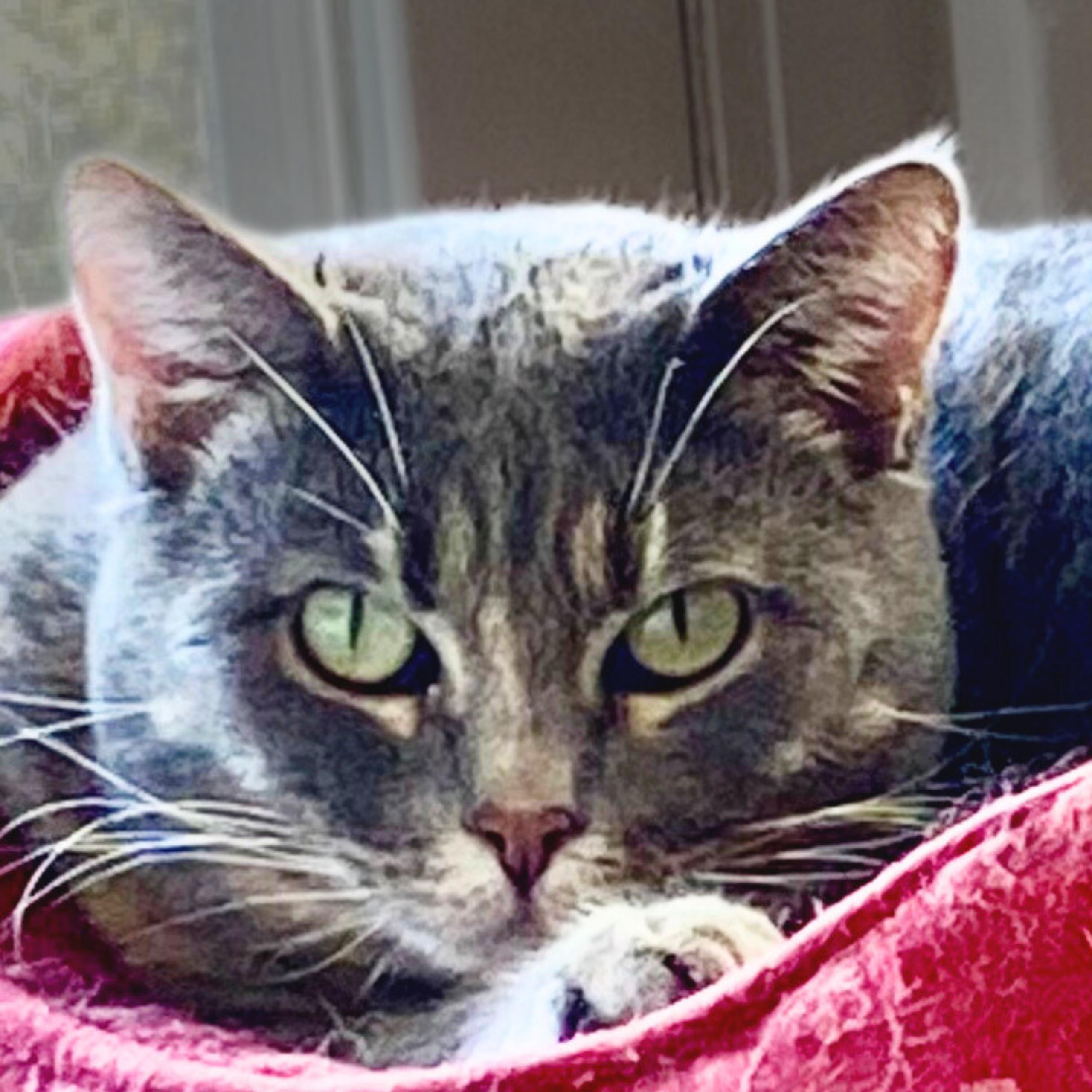 Freya, Adoptable, Adult Female Domestic Short Hair.