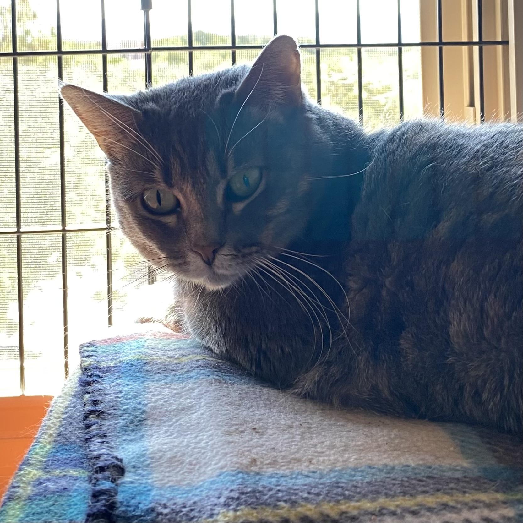 Enlarge Freya, a Adoptable mixed breed in Santa Fe, NM image 6/6