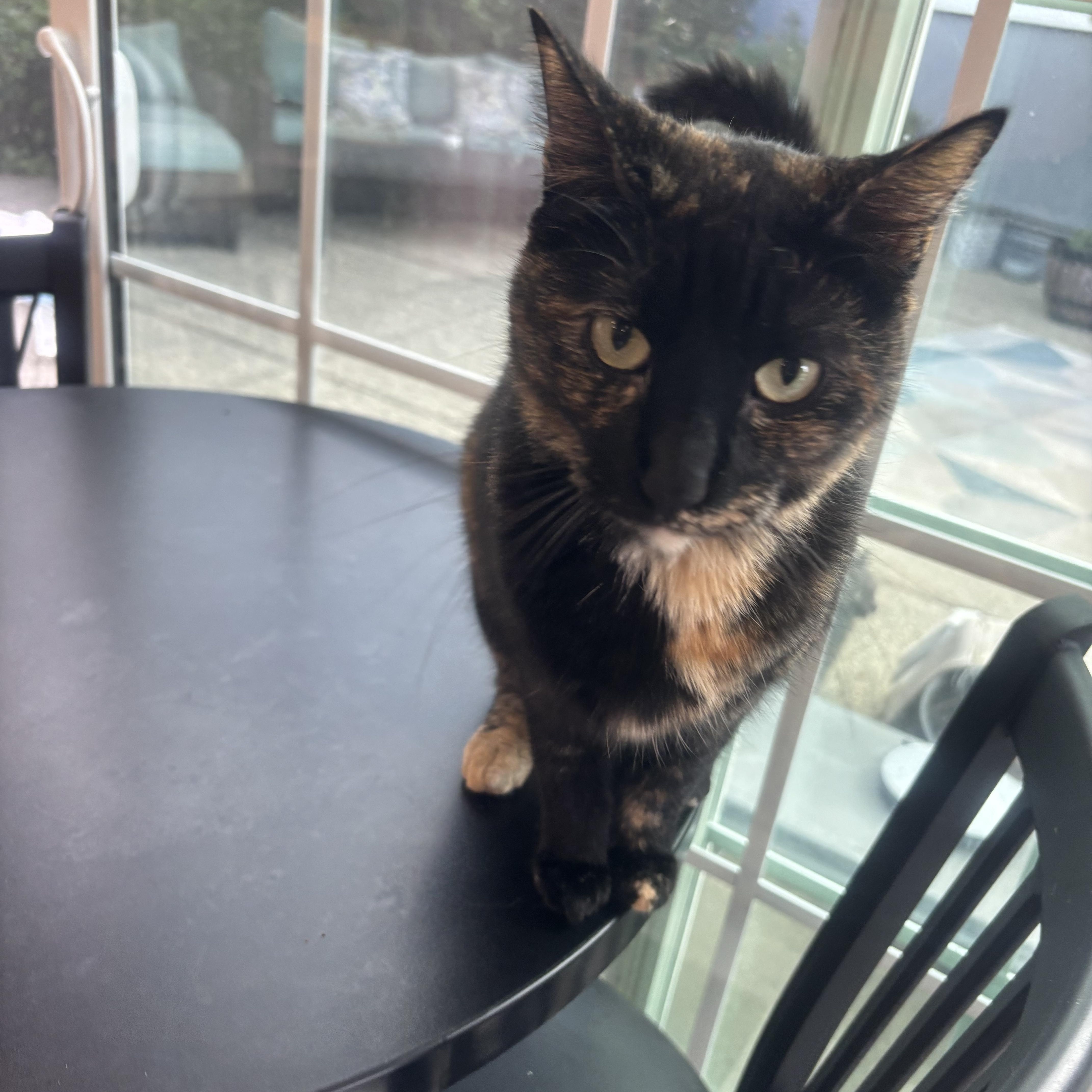 Pixie, an adoptable Domestic Short Hair in Whittier, CA image 4/5