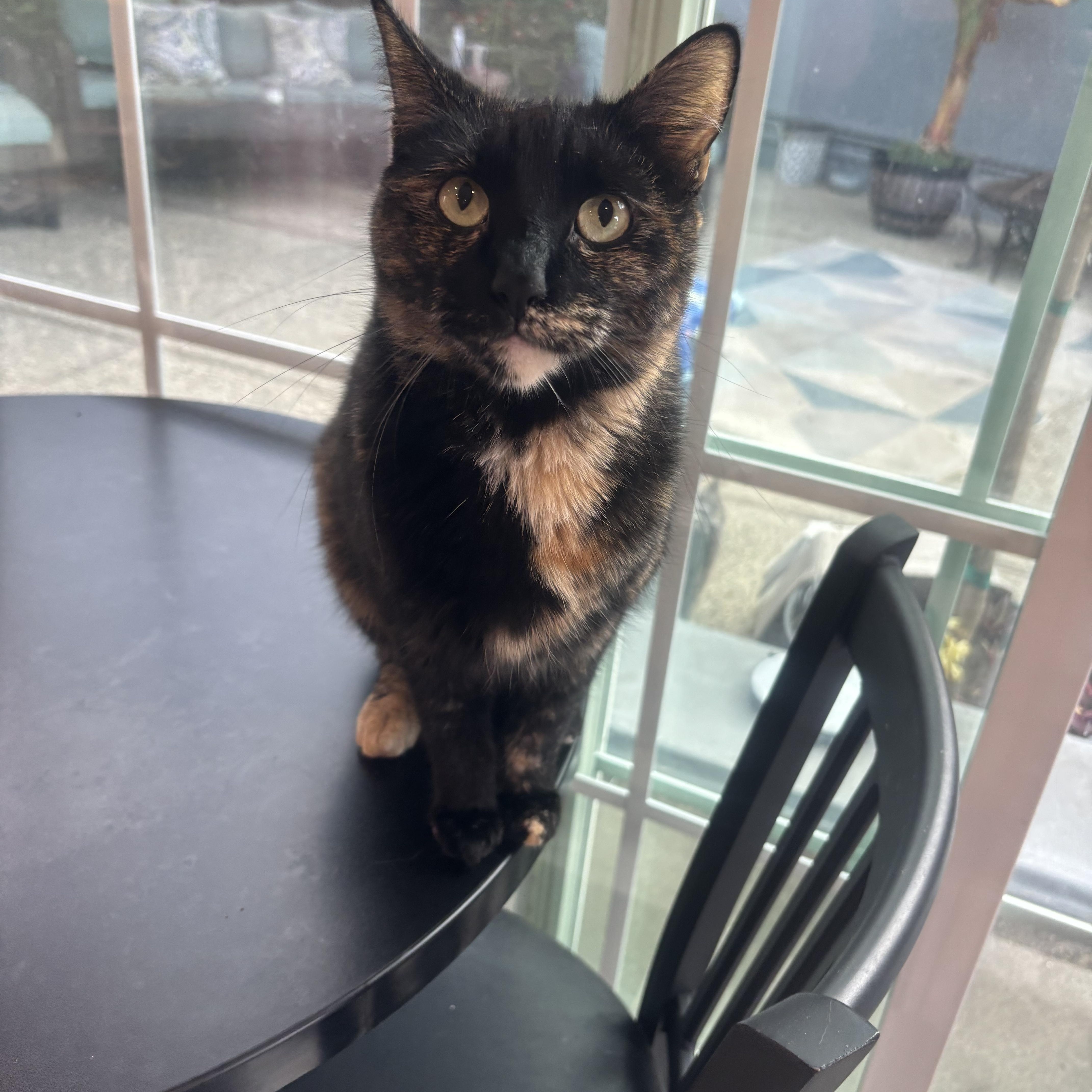 Pixie, an adoptable Domestic Short Hair in Whittier, CA image 3/5