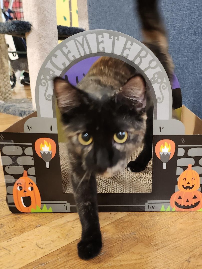 Pixie, an adoptable Domestic Short Hair in Whittier, CA image 5/5