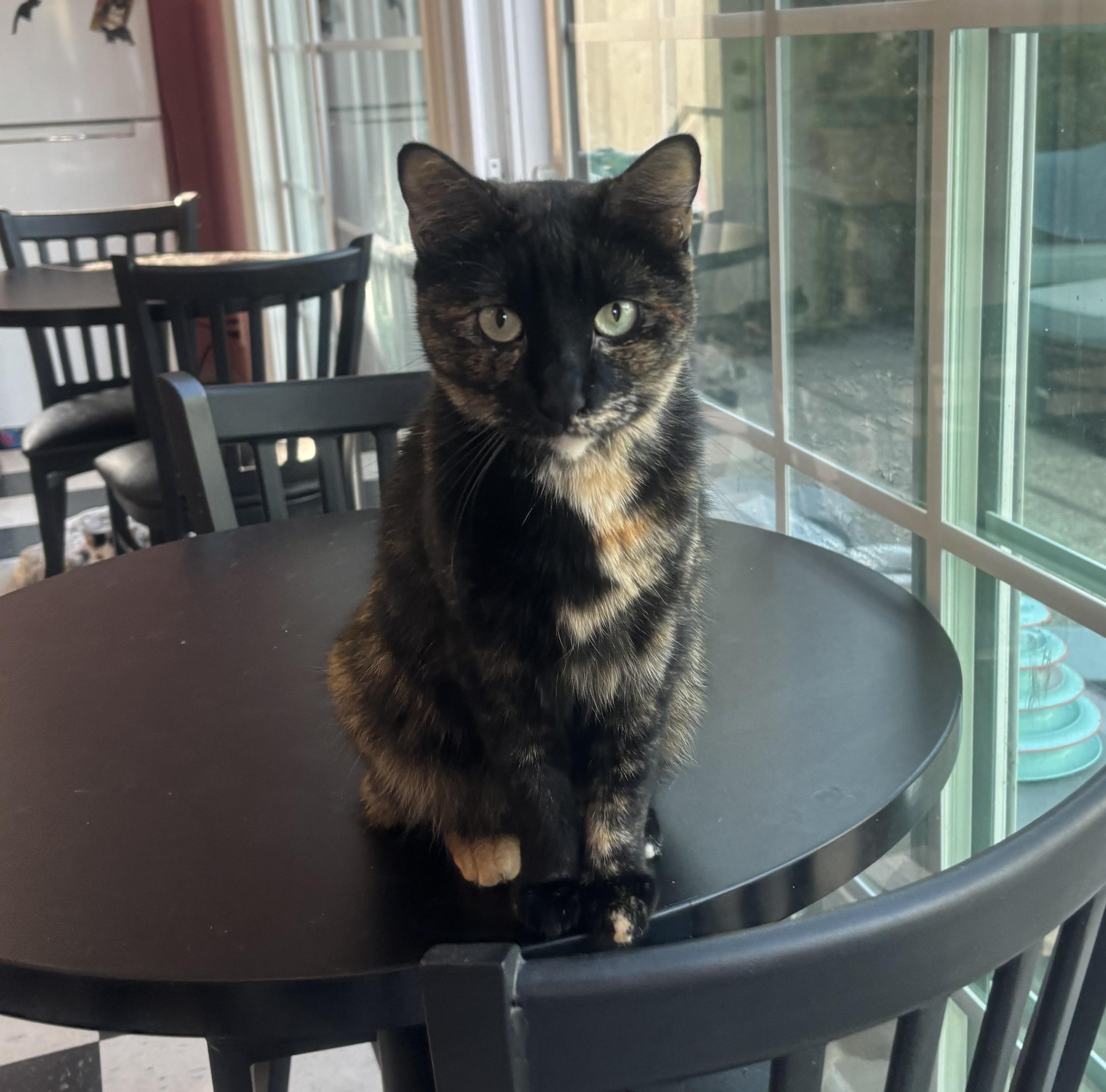 Pixie, an adoptable Domestic Short Hair in Whittier, CA image 1/5
