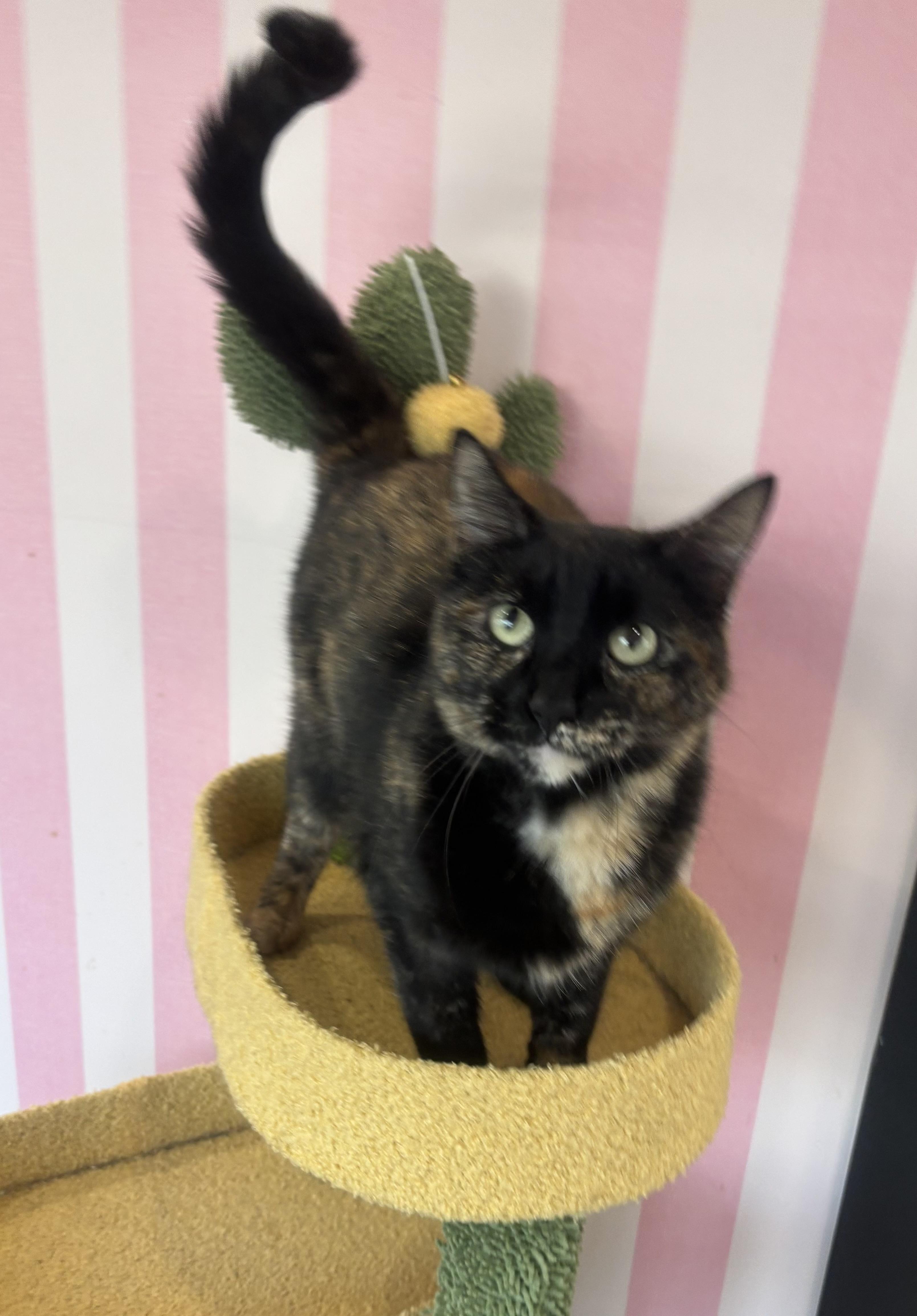 Pixie, an adoptable Domestic Short Hair in Whittier, CA image 2/5