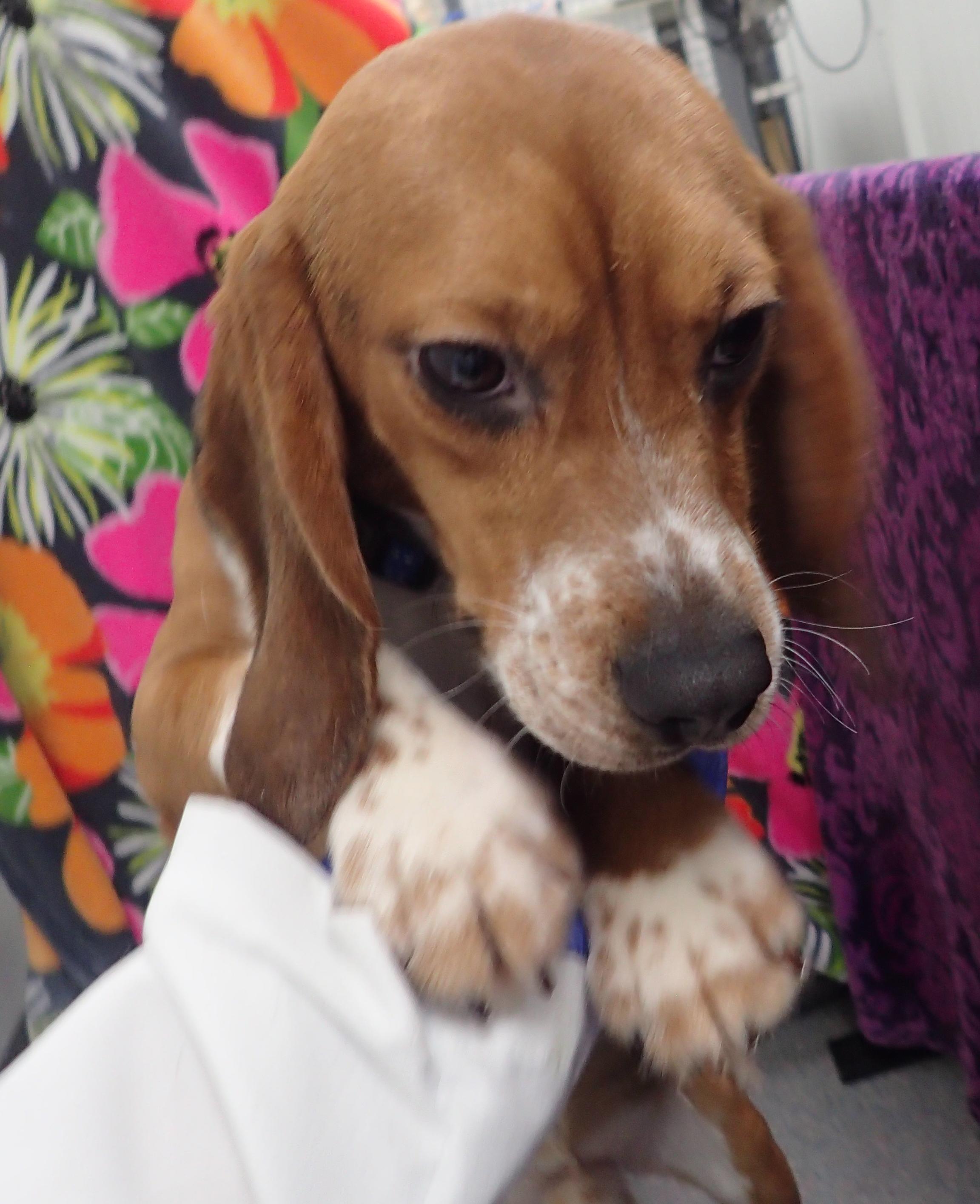 Lumiere - Coming soon!, adopted, Young Male Beagle.