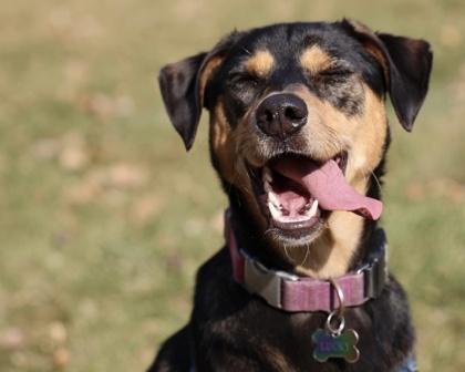 Lucky, Adoptable, Young Female Saluki & Mixed Breed.