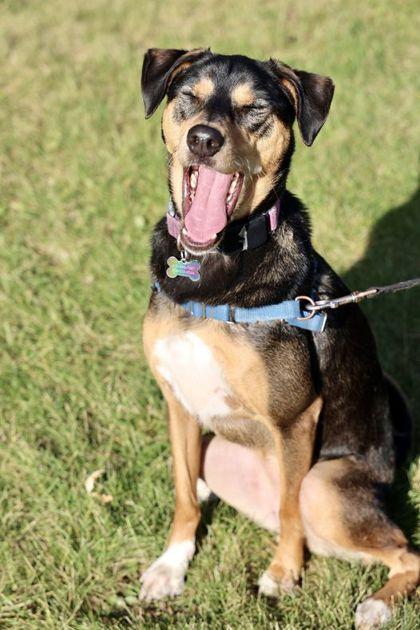 Lucky, a Adoptable mixed breed in Hastings, MN image 3/6