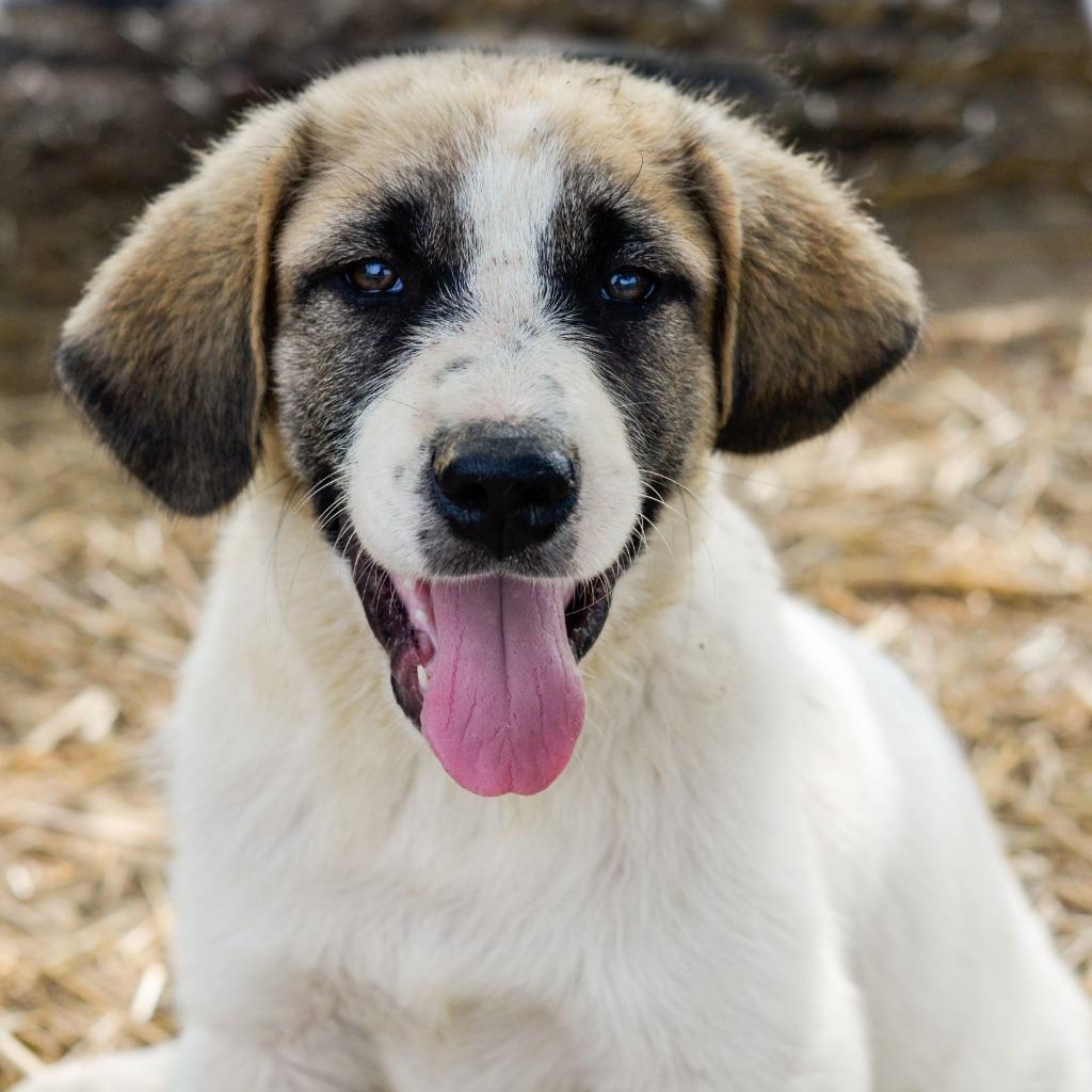 Enlarge Polka, a Adopted Anatolian Shepherd in Quinlan, TX image 1/2