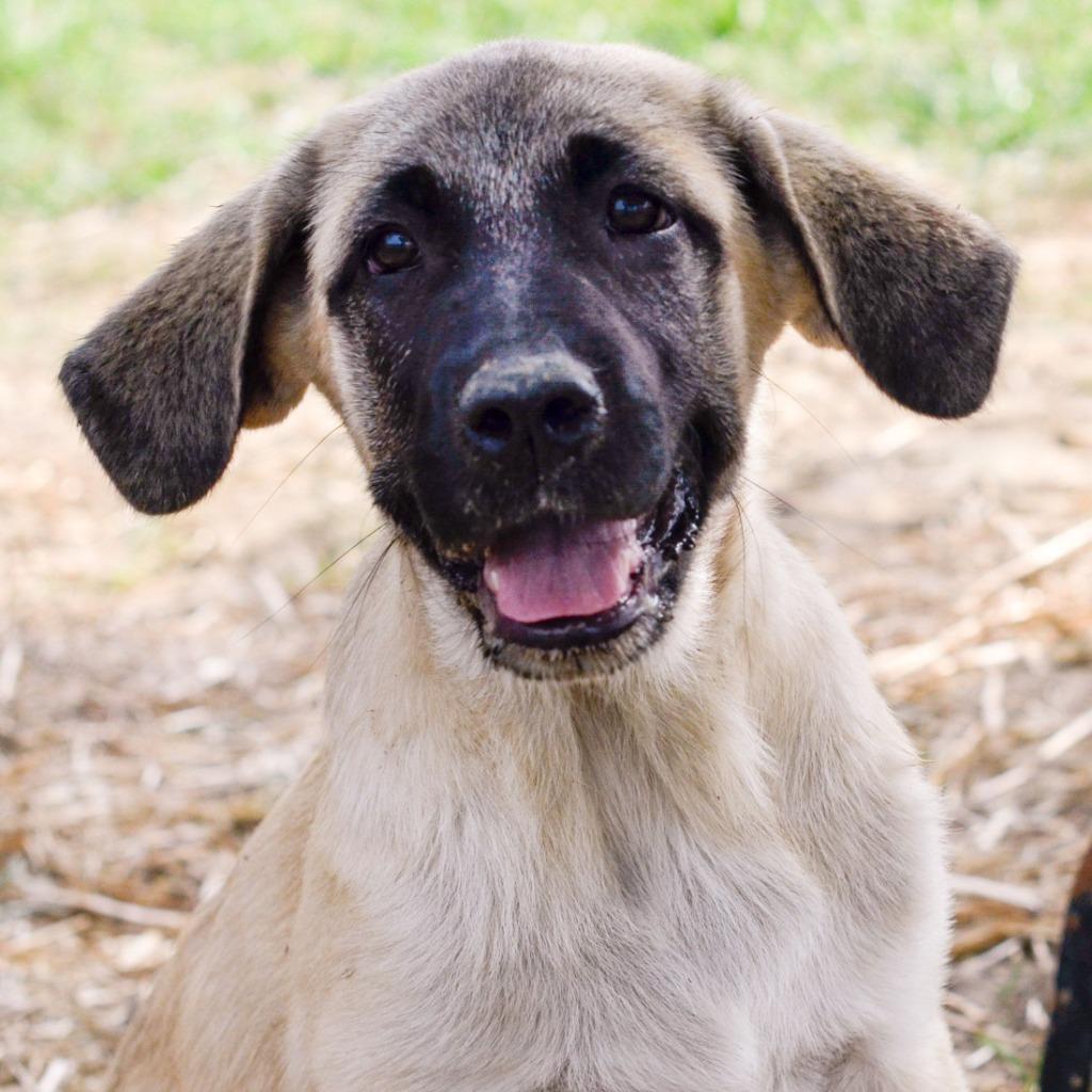 Enlarge Polka, a Adopted Anatolian Shepherd in Quinlan, TX image 2/2