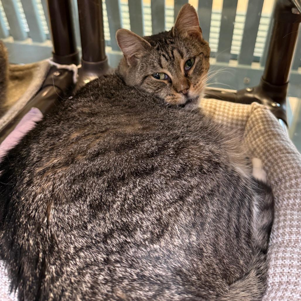 Toungsten - #23-262, Adoptable, Senior Female Domestic Short Hair.
