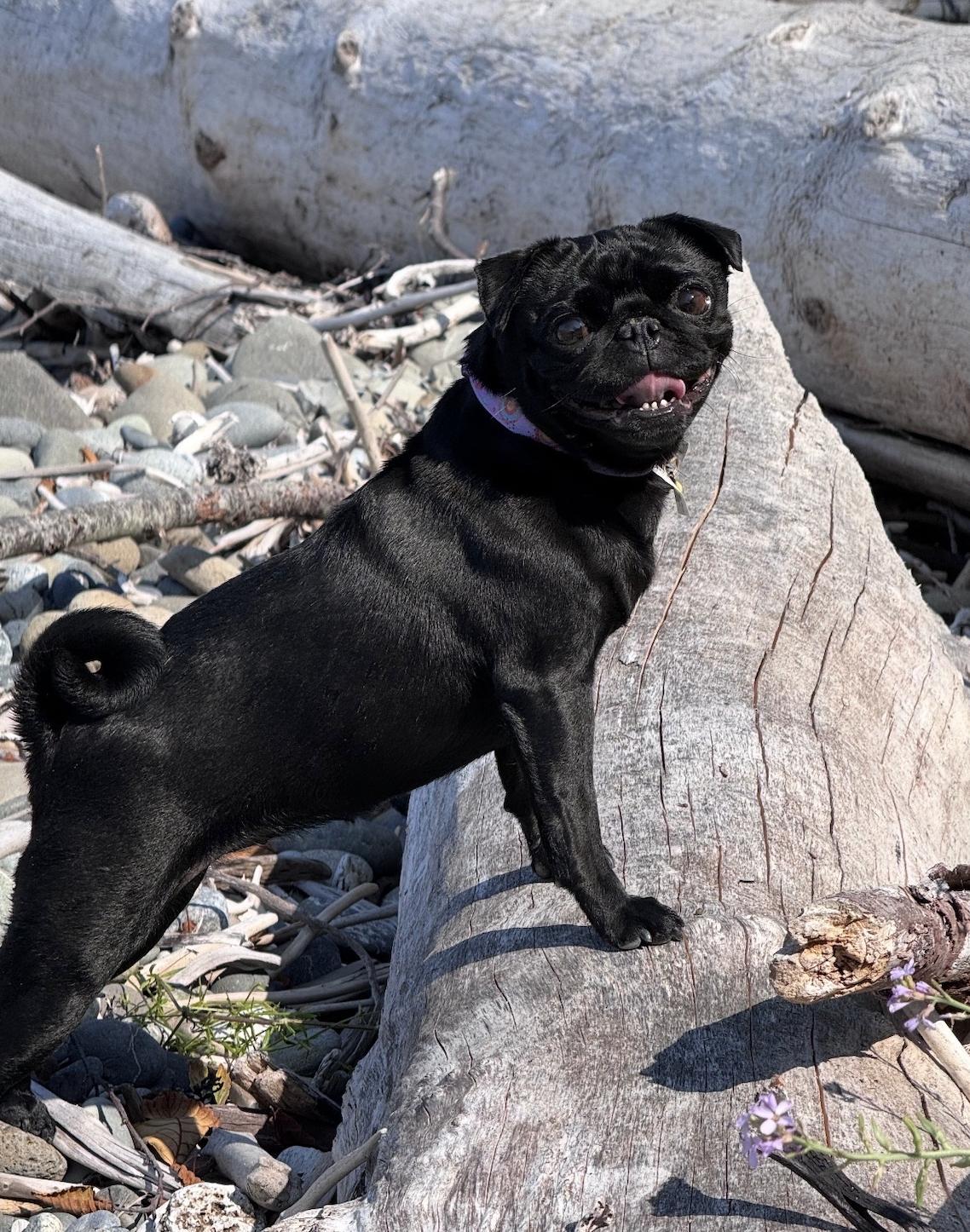 Enlarge Olive, an adopted Pug in Puyallup, WA image 1/2