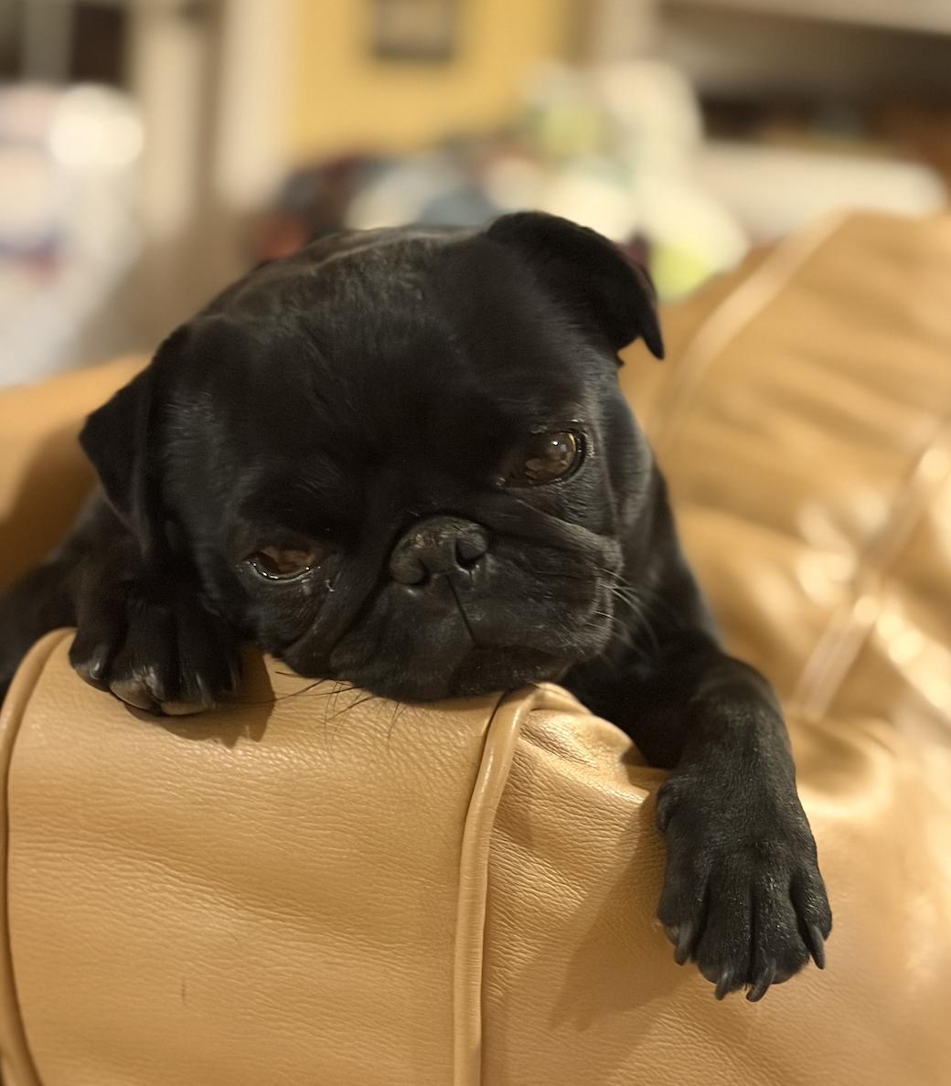 Enlarge Olive, an adopted Pug in Puyallup, WA image 2/2