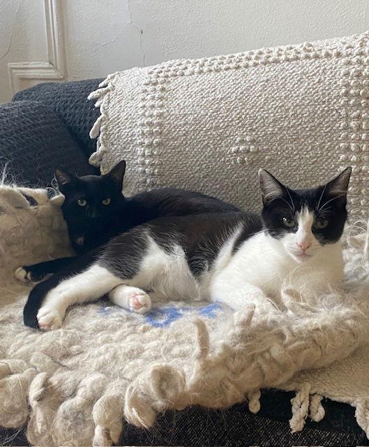 Luna and Lyra, a Adoptable Domestic Short Hair in Brooklyn, NY image 1/3