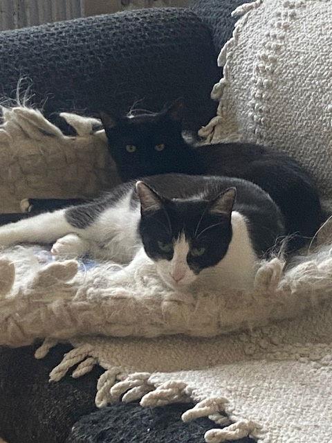 Luna and Lyra, a Adoptable Domestic Short Hair in Brooklyn, NY image 2/3