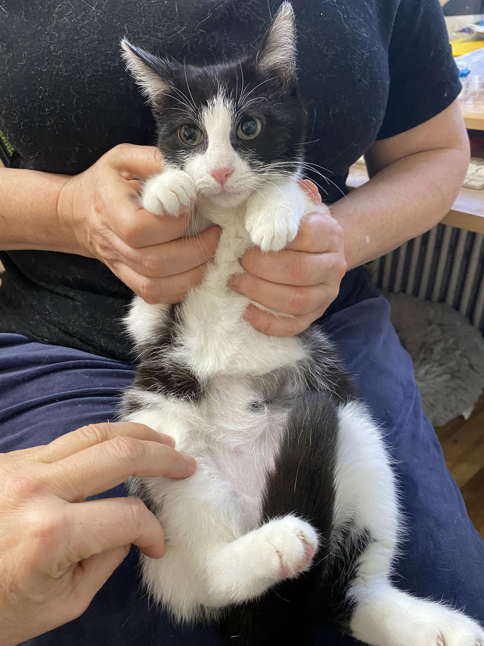 Luna and Lyra, a Adoptable Domestic Short Hair in Brooklyn, NY image 3/3