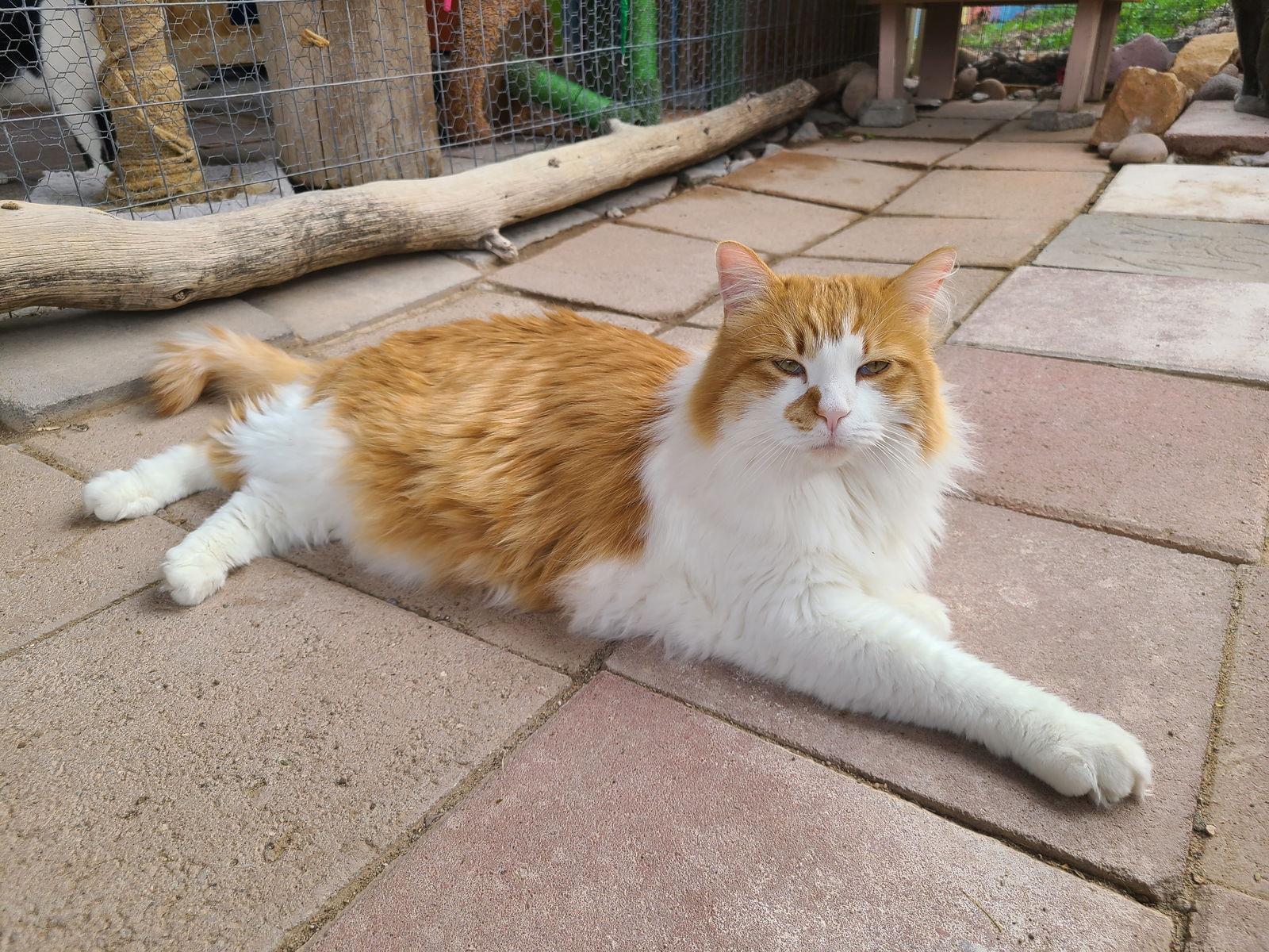 Enlarge Nicholas, a Adoptable Domestic Long Hair in Williamsburg, NM image 1/3