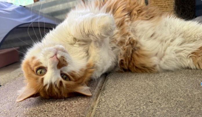 Enlarge Nicholas, a Adoptable Domestic Long Hair in Williamsburg, NM image 1/3