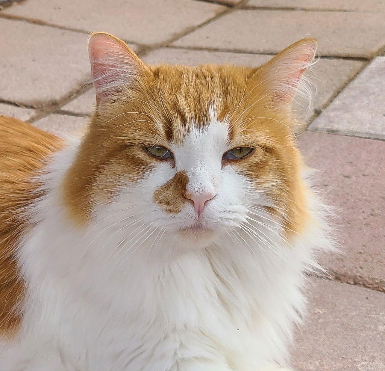 Enlarge Nicholas, a Adoptable Domestic Long Hair in Williamsburg, NM image 2/3