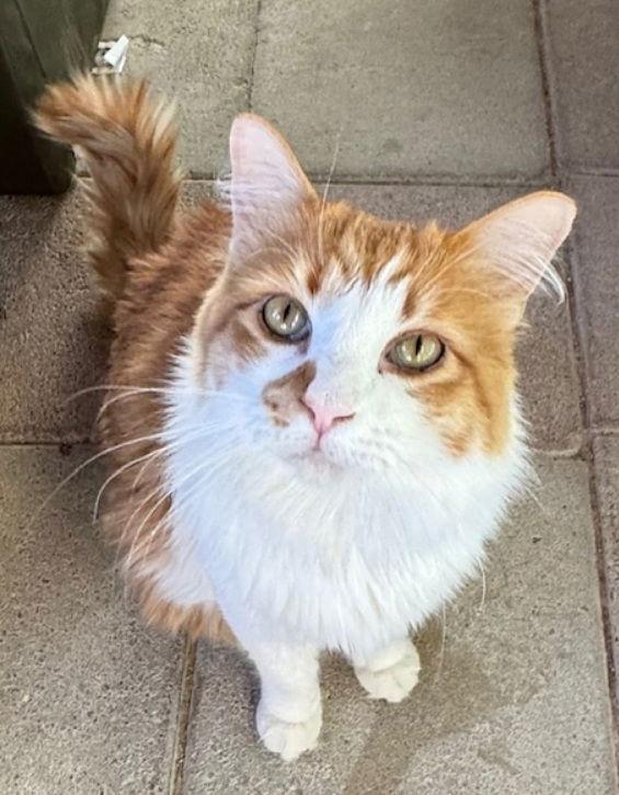 Nicholas, Adoptable, Adult Male Domestic Long Hair.