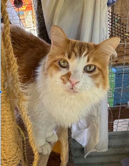 Enlarge Nicholas, a Adoptable Domestic Long Hair in Williamsburg, NM image 3/3