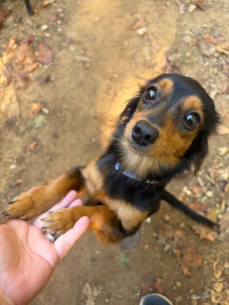 Wednesday, Adoptable, Young Female Dachshund.