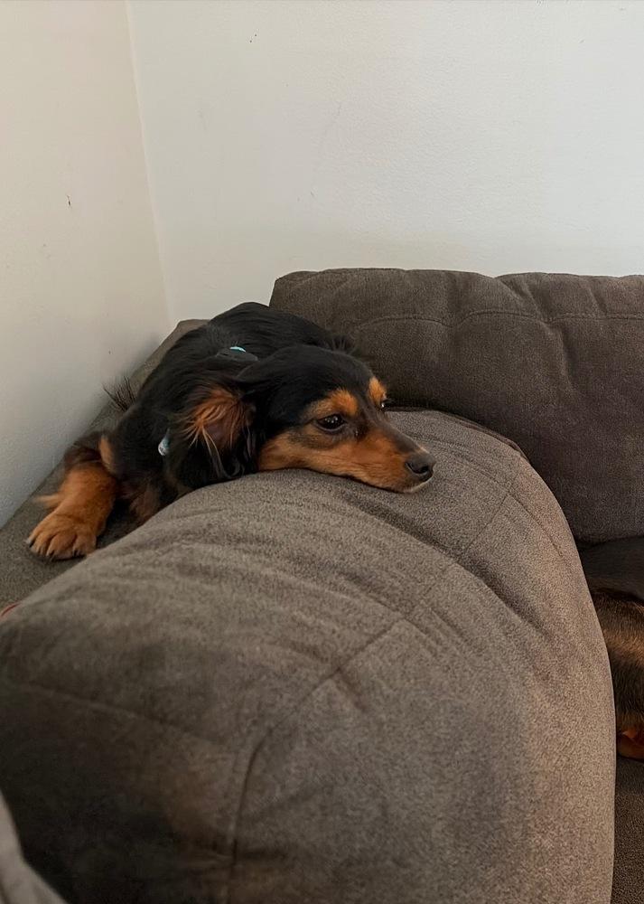 Enlarge Wednesday, a Adoptable Dachshund in Troy, VA image 2/4