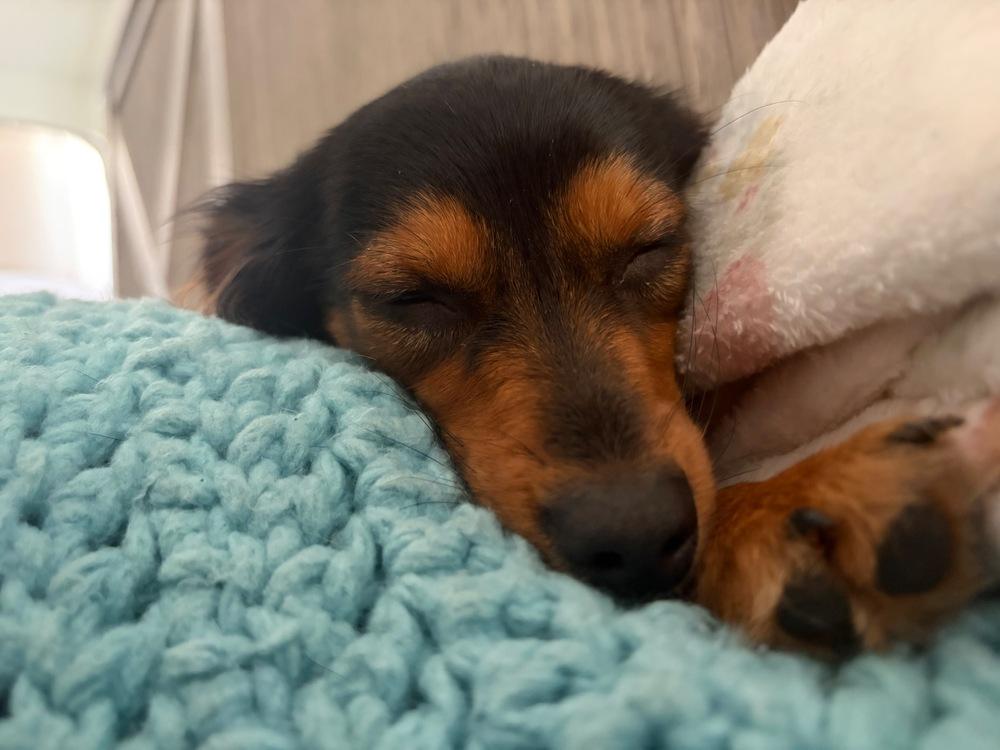 Enlarge Wednesday, a Adoptable Dachshund in Troy, VA image 3/4