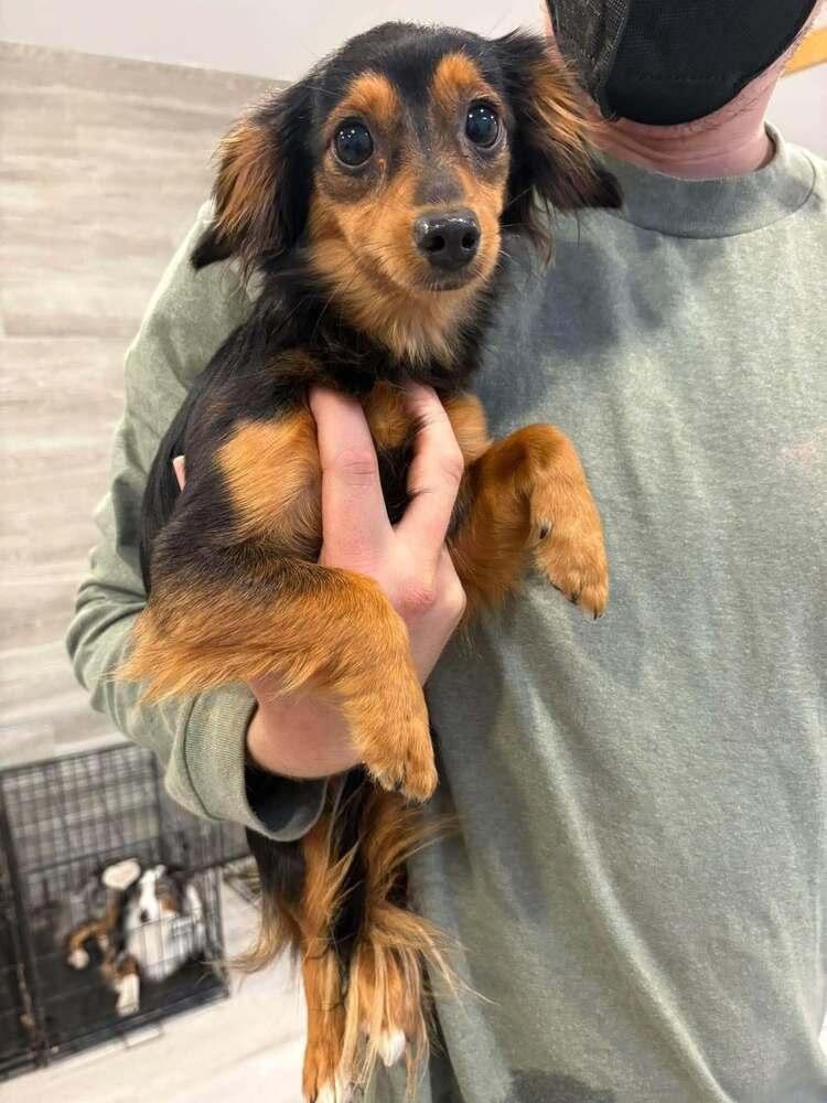 Enlarge Wednesday, a Adoptable Dachshund in Troy, VA image 4/4
