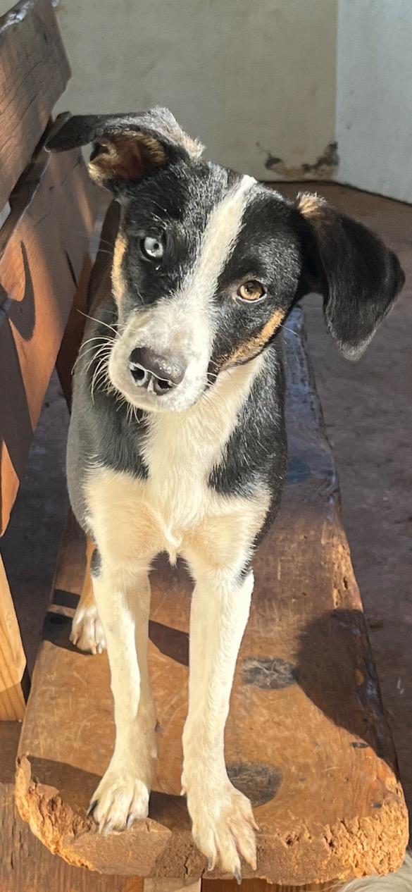 Enlarge Abigail, a ADOPTABLE Mixed Breed in Rough And Ready, CA image 2/4