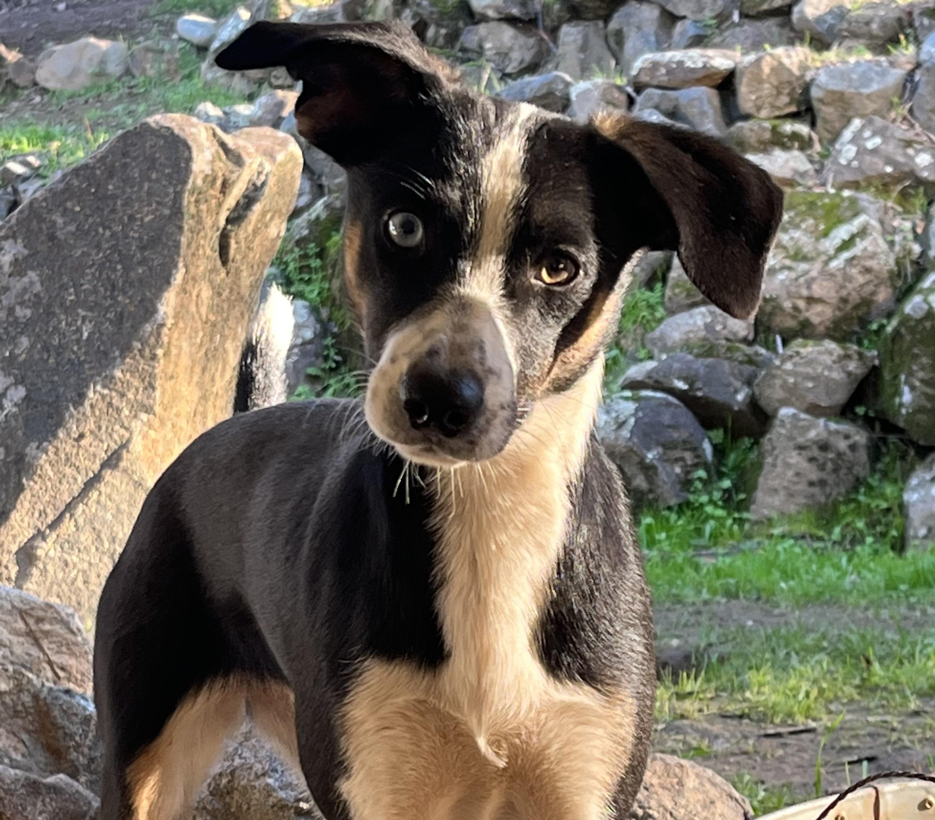 Enlarge Abigail, a ADOPTABLE Mixed Breed in Rough And Ready, CA image 4/4