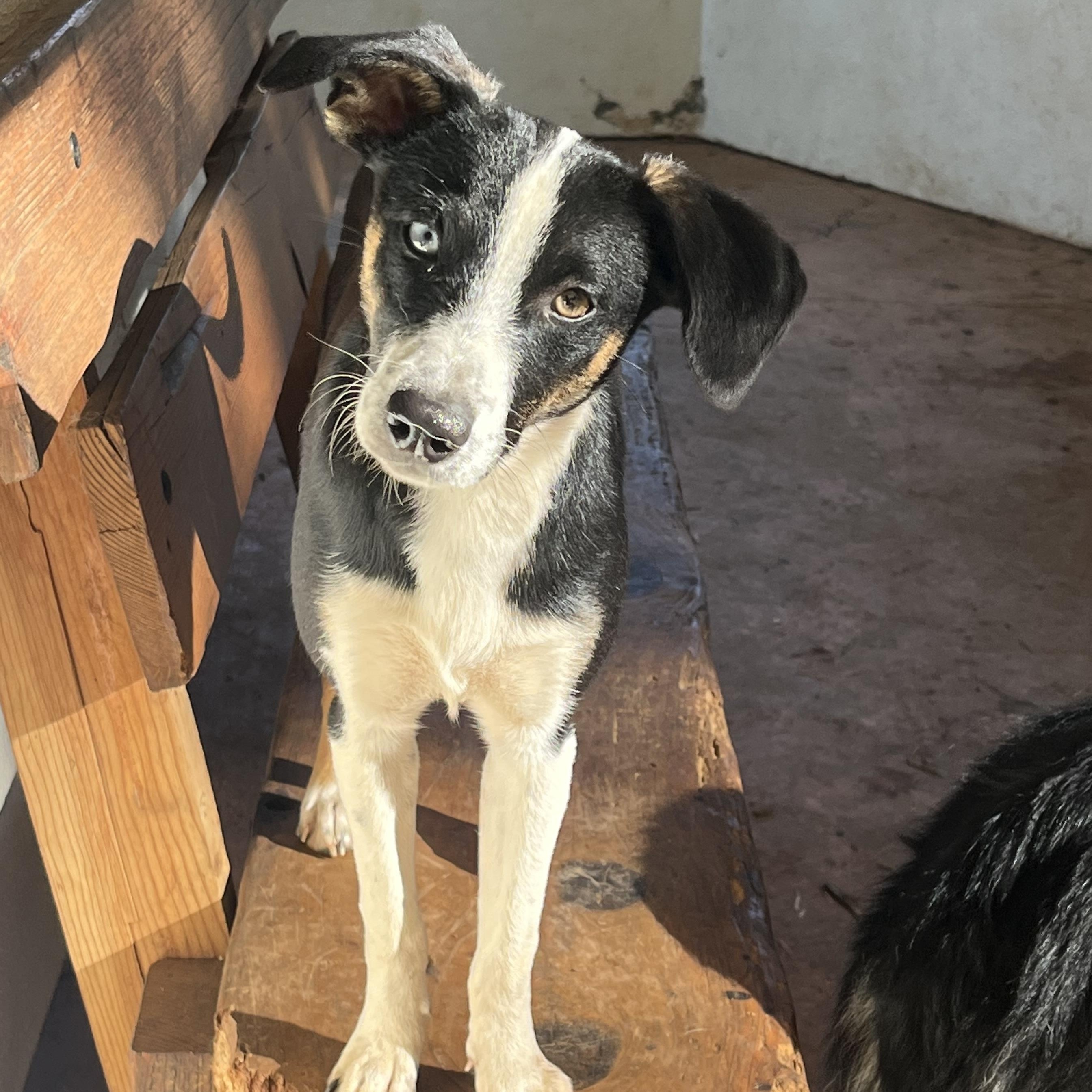 Abigail, ADOPTABLE, Puppy Female Mixed Breed.