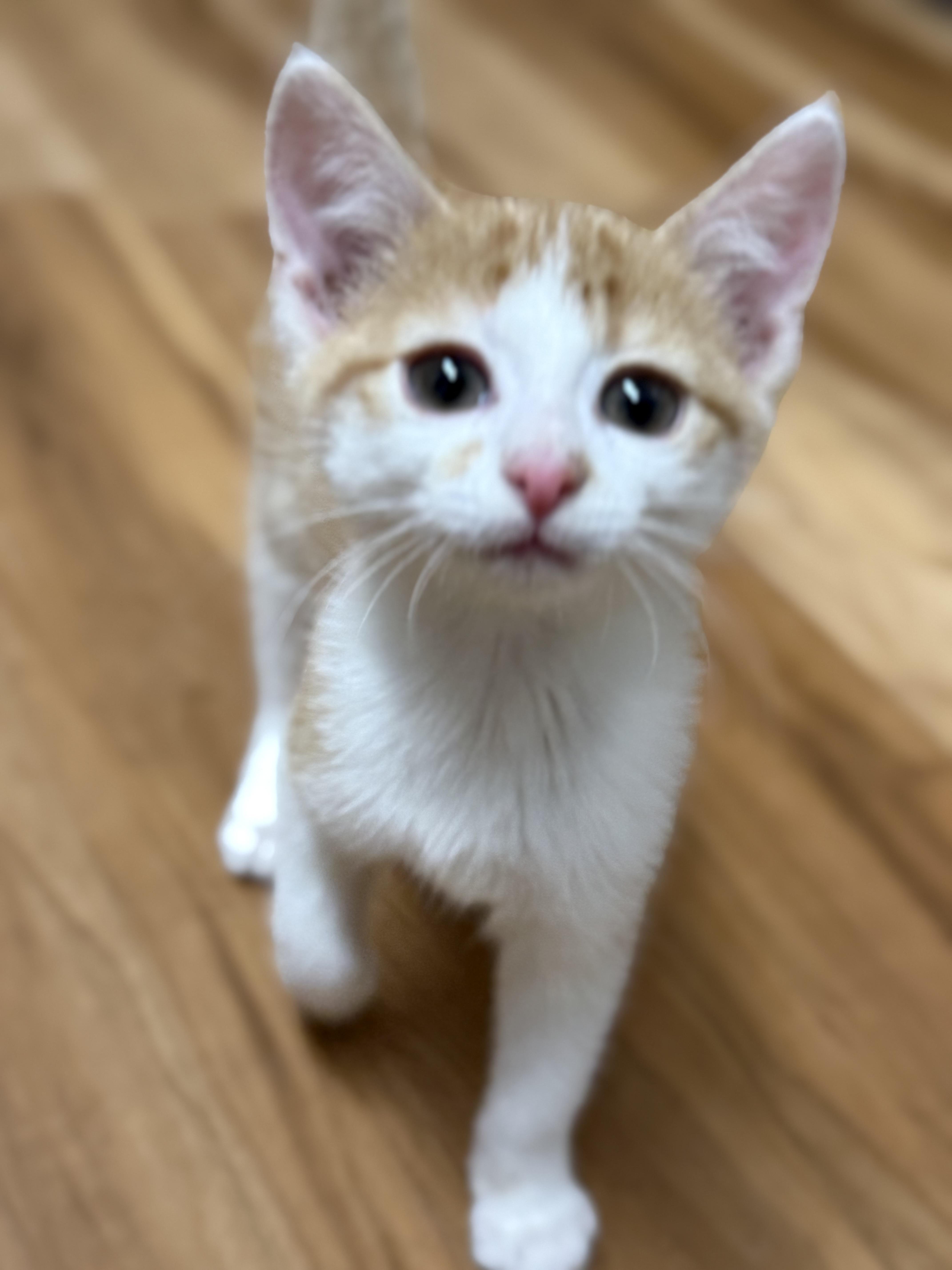 Enlarge Fiona, a Adopted Domestic Short Hair in Crookston, MN image 1/1