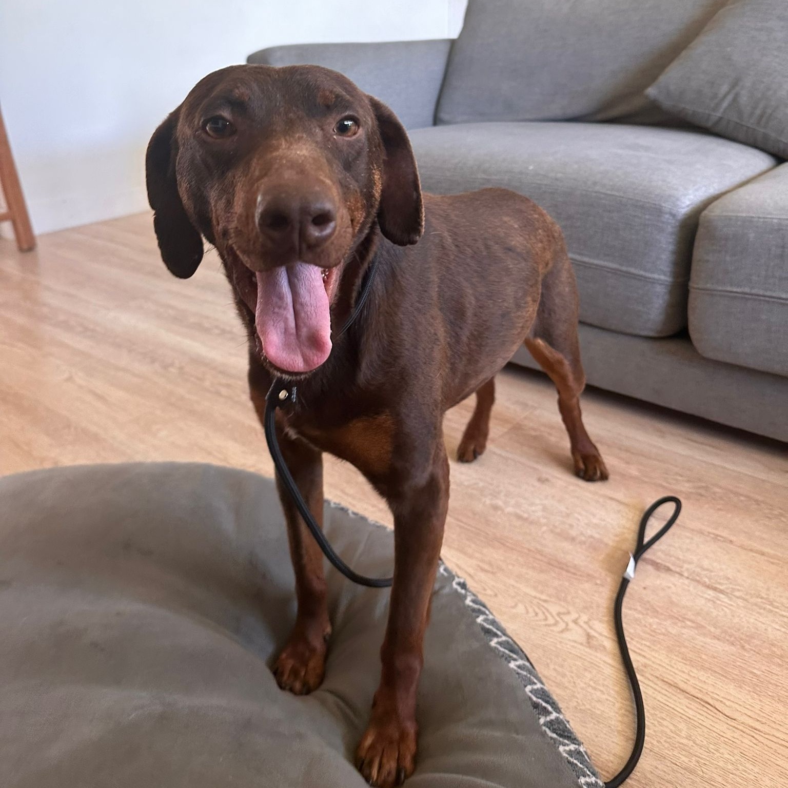 Dog for adoption Lexie, a German Shorthaired Pointer in Altadena, CA Petfinder Dog for adoption Lexie, a German Shorthaired Pointer in Altadena, CA Petfinder