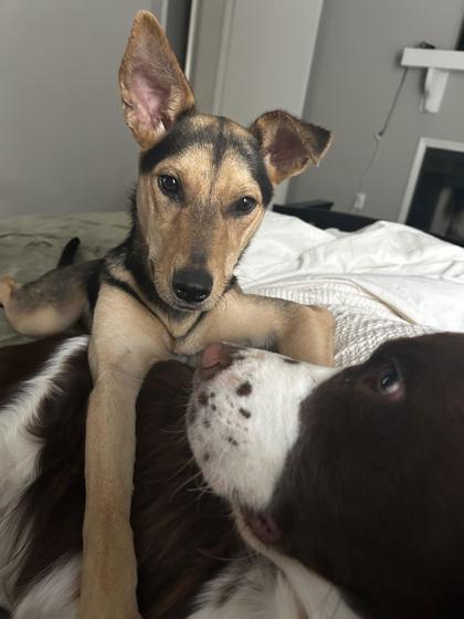 Florence (155091) ( In a Foster Home)