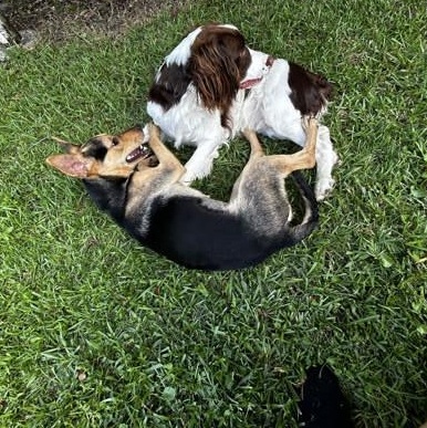 Florence (155091) ( In a Foster Home) photo 5