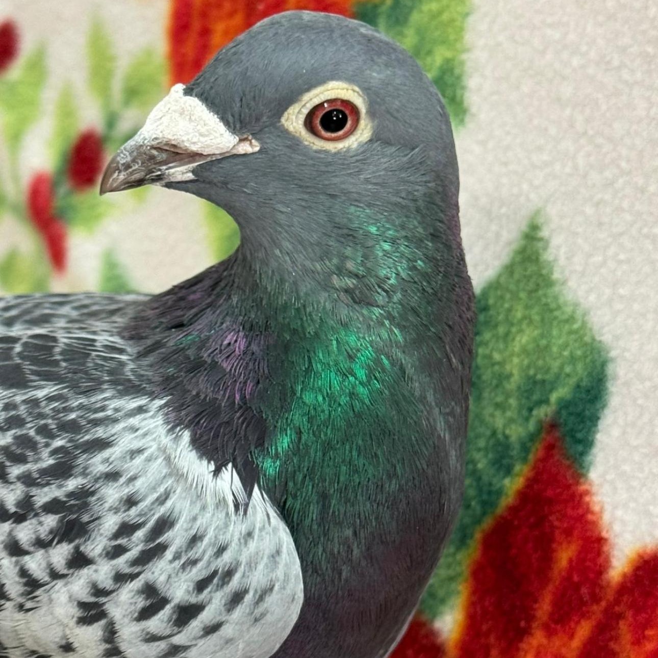TimTam, Adoptable, Adult Male Pigeon.
