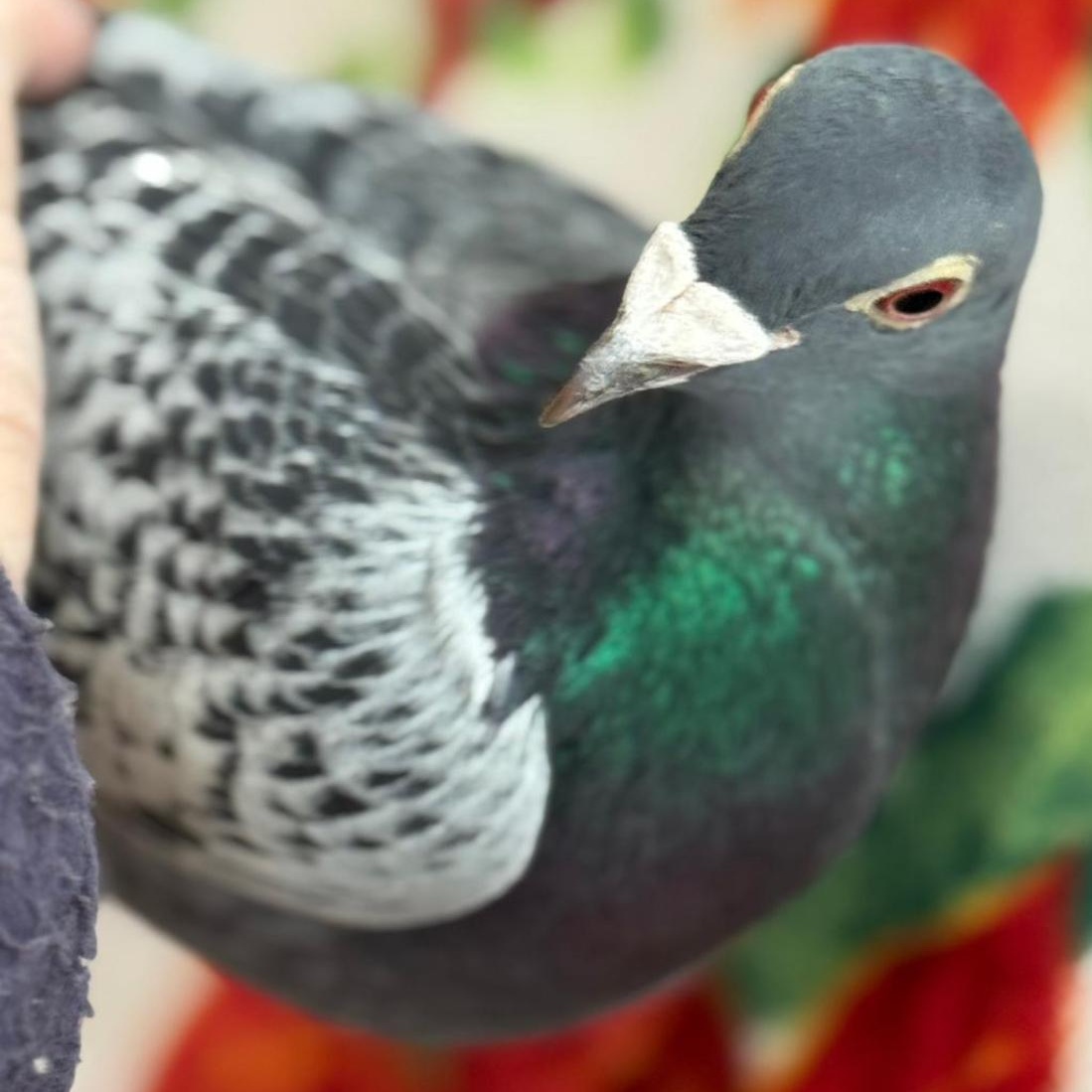 Enlarge TimTam, a Adoptable Pigeon in Chicago, IL image 2/3