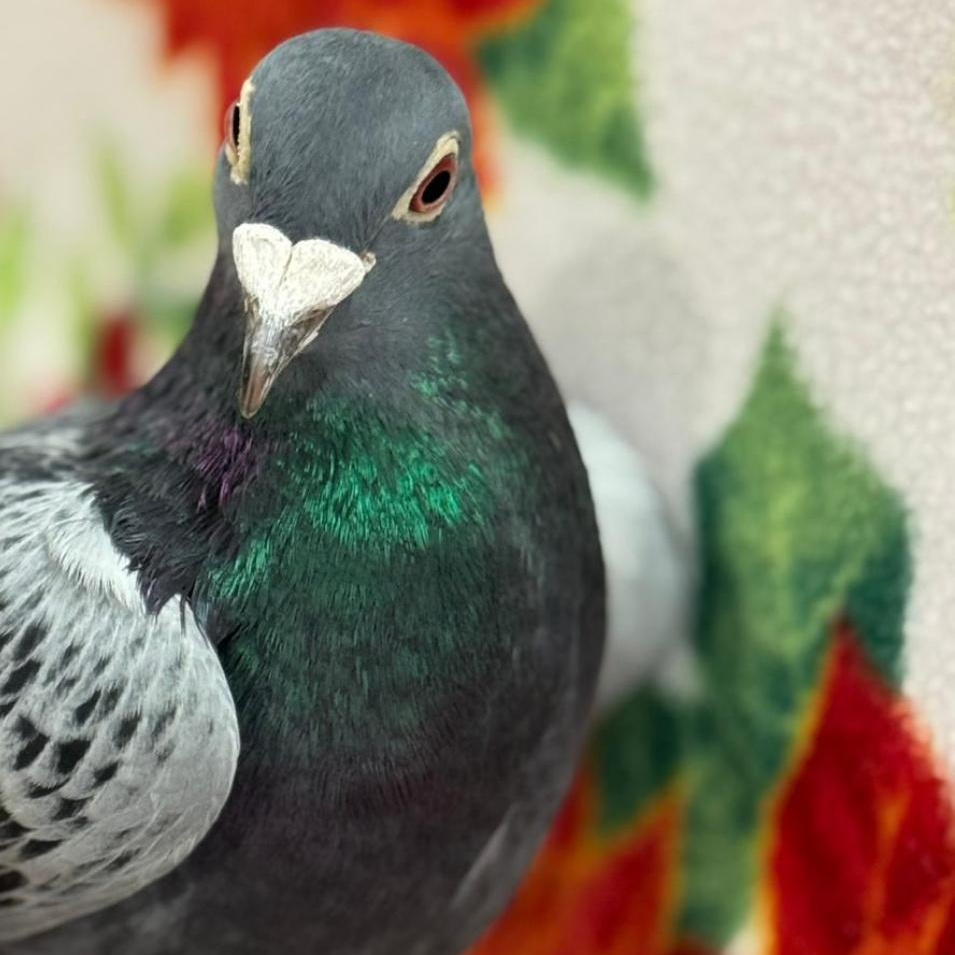 Enlarge TimTam, a Adoptable Pigeon in Chicago, IL image 3/3