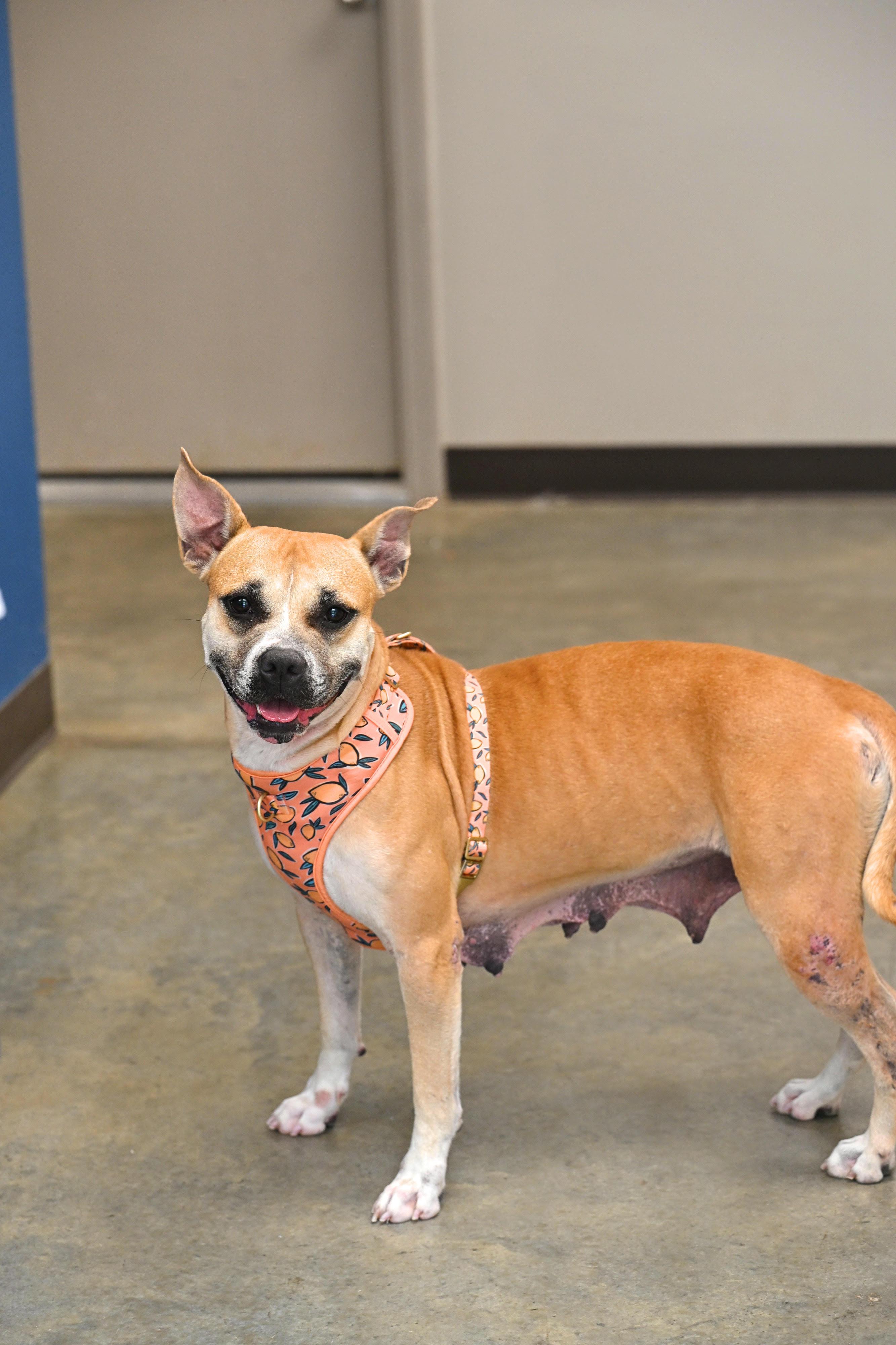 Honey Bun, Adoptable, Young Female Pit Bull Terrier.