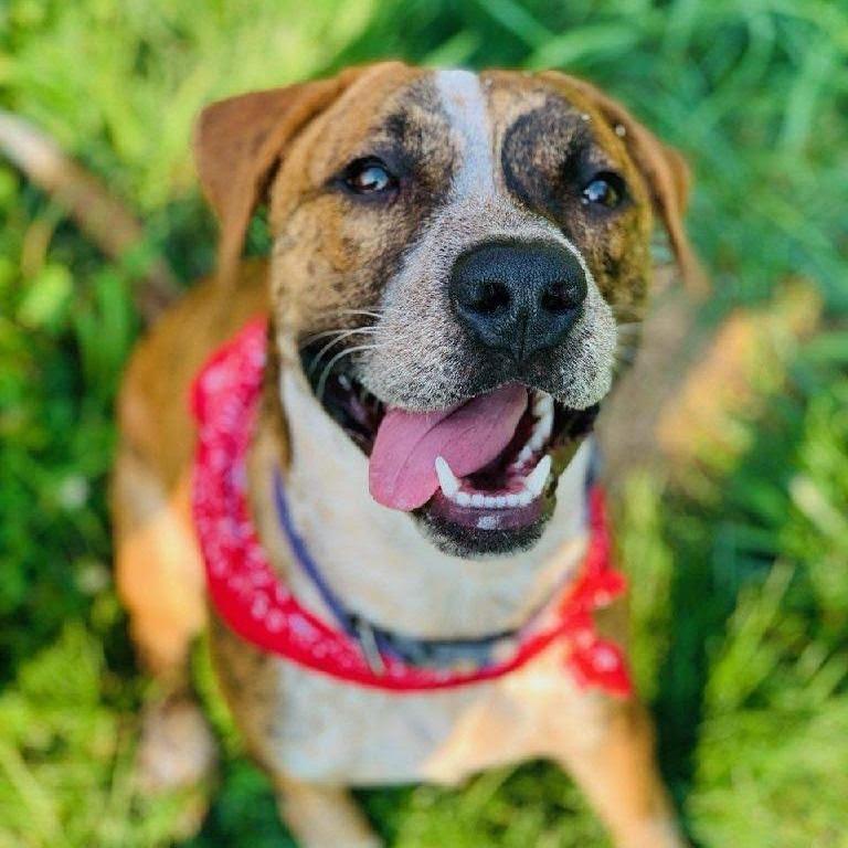 Enlarge Bru, a Adoptable mixed breed in Geneseo, IL image 1/1