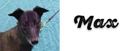 Enlarge Max, a Adopted Greyhound in Douglasville, GA image 3/3